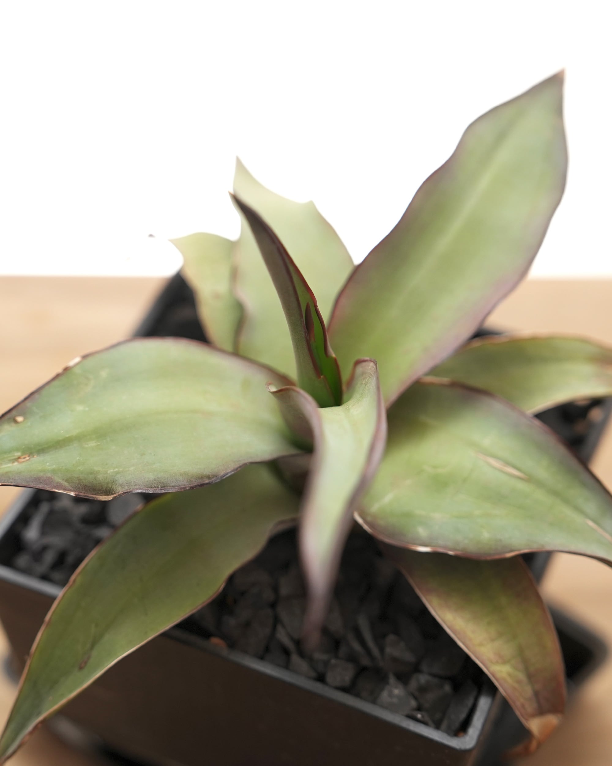 PREMIUM】 【鉢付き】 チャザロイ 長期LED育成株 Agave chazaroi