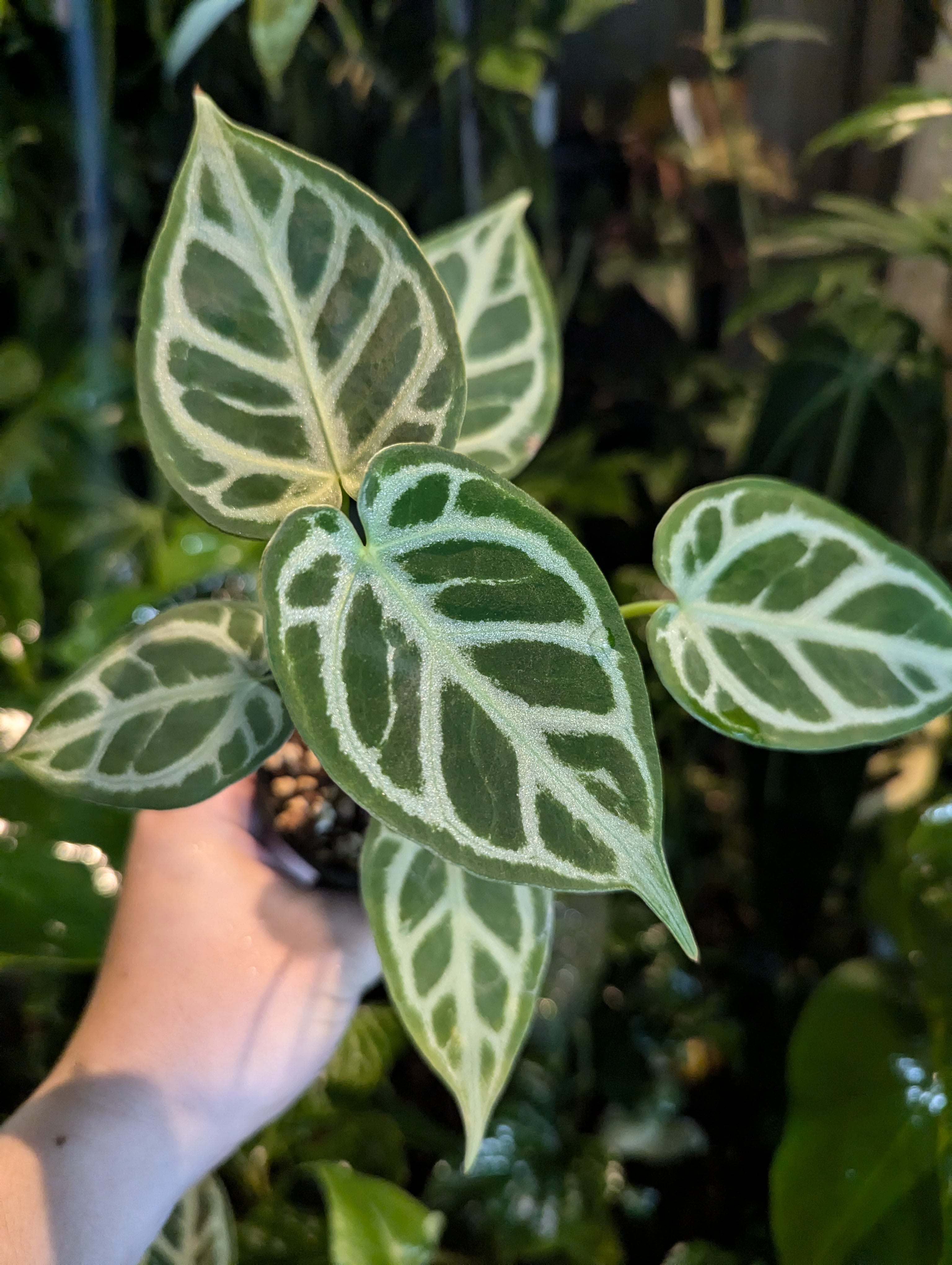 Alocasia scalprum / アロカシア スカルプラム | desukedo