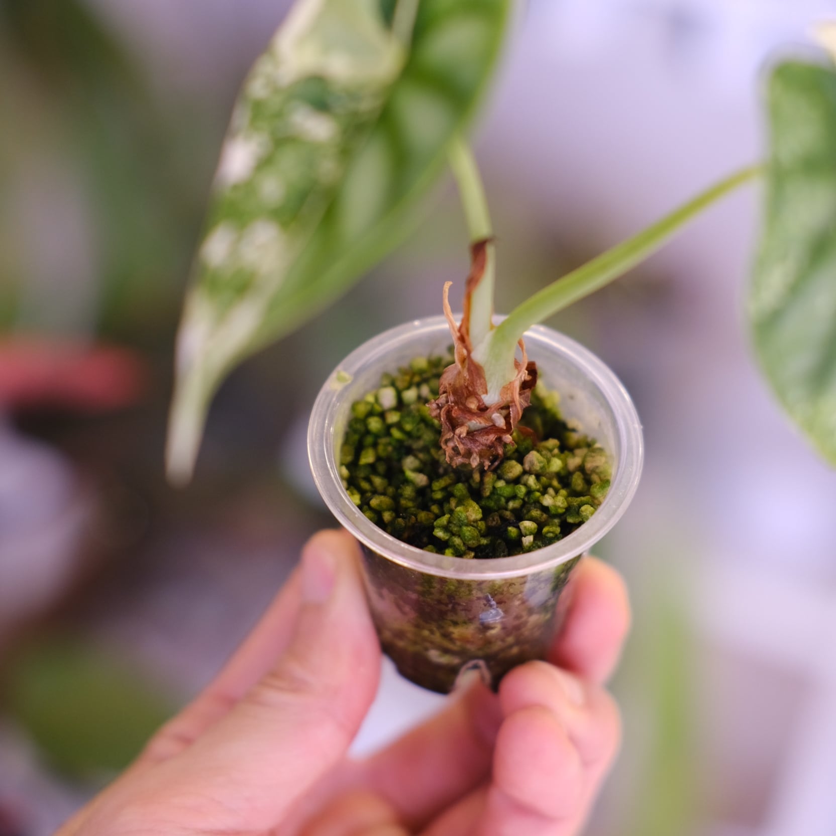 Alocasia dragon scale varigated⑦│アロカシア ドラゴンスケール 斑