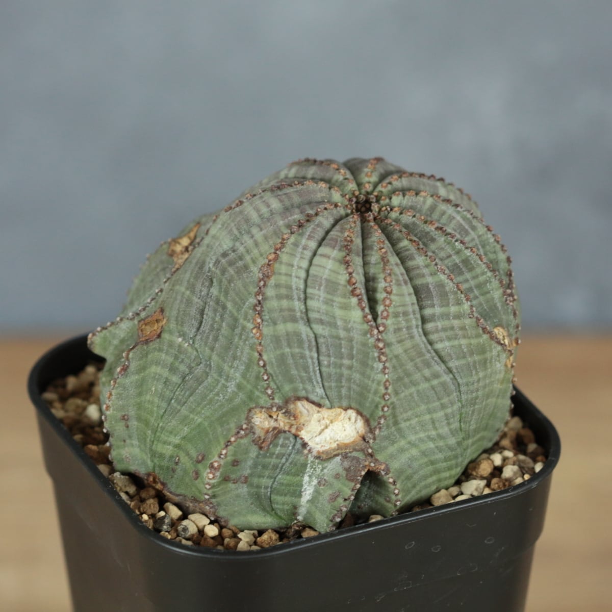 モンスト】Euphorbia Obesa ユーフォルビア オベサ 木質化 古株