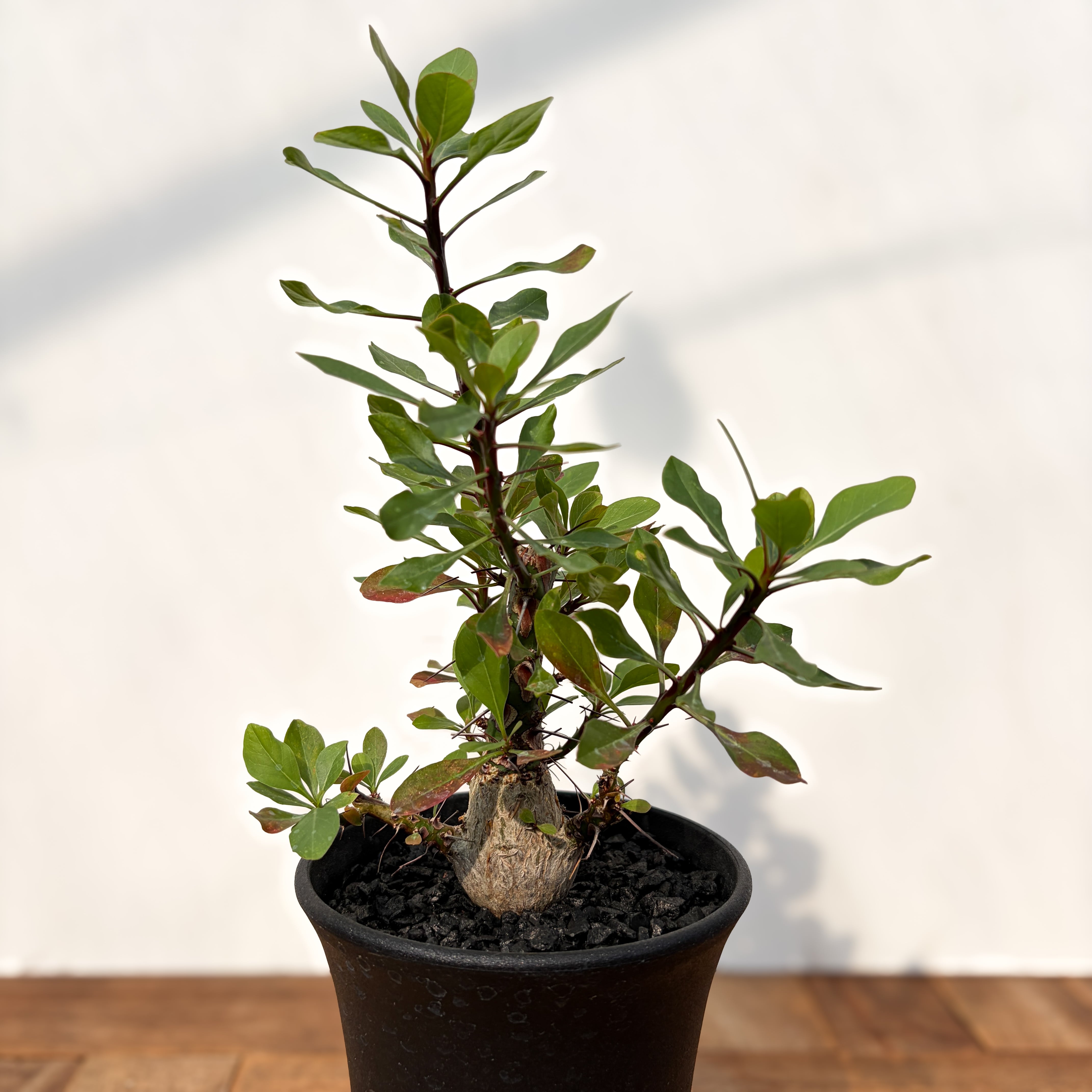 Fouquieria fasciculata【フォークイエリア・ファシクラータ・実生