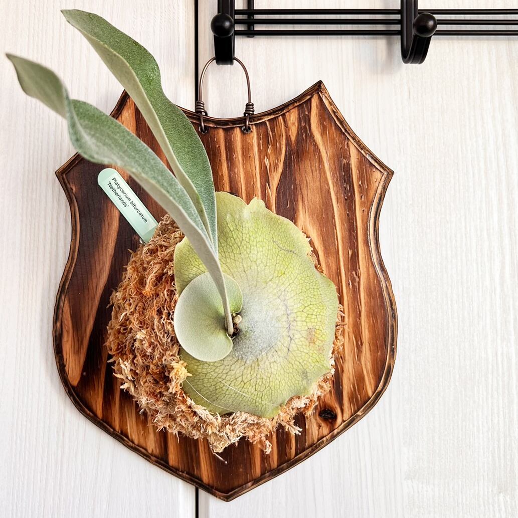 ビカクシダ ネザーランド 板付 【観葉植物 室内 コウモリラン