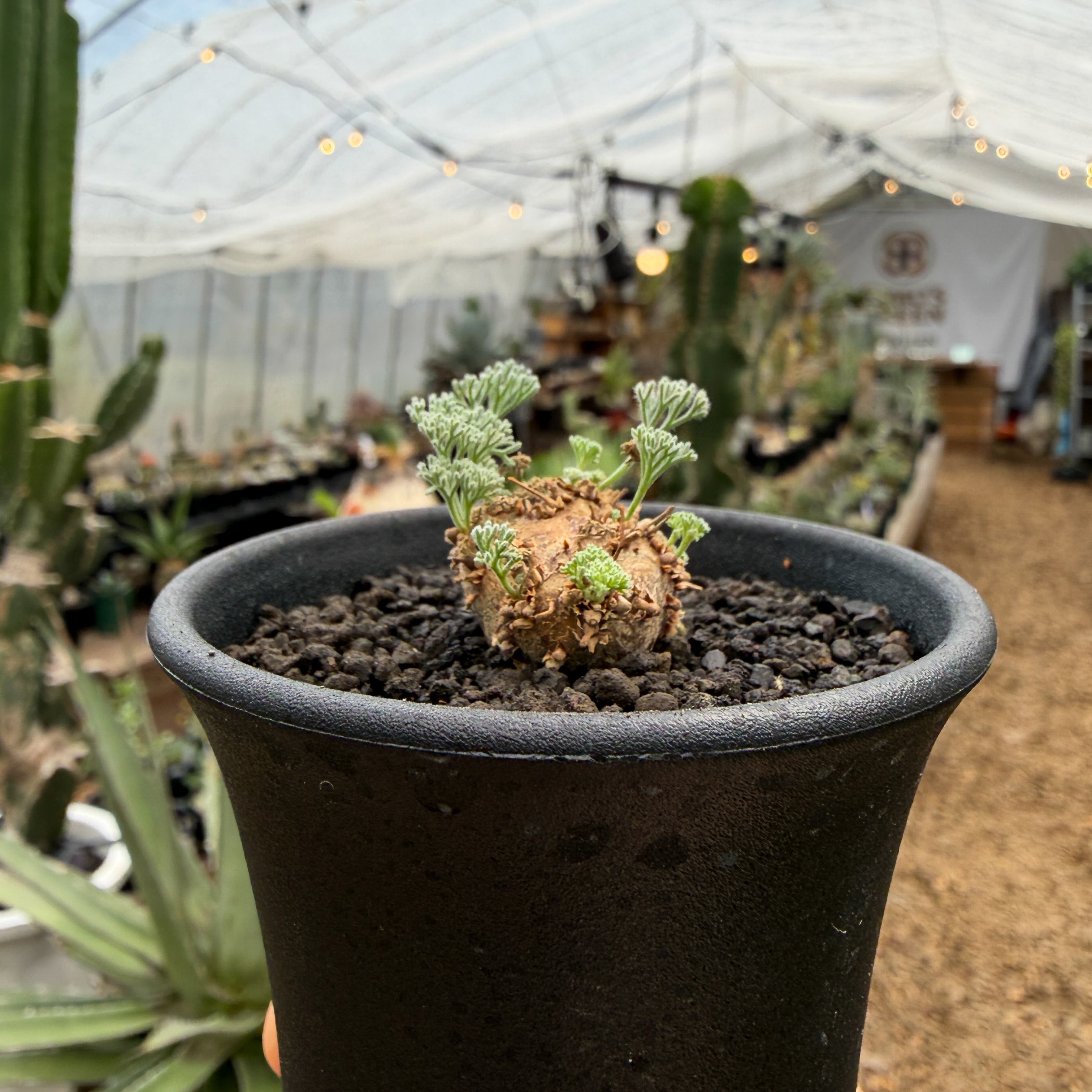 Monsonia peniculina 【モンソニア・ペニクリナム・実生】 | RIMO'S