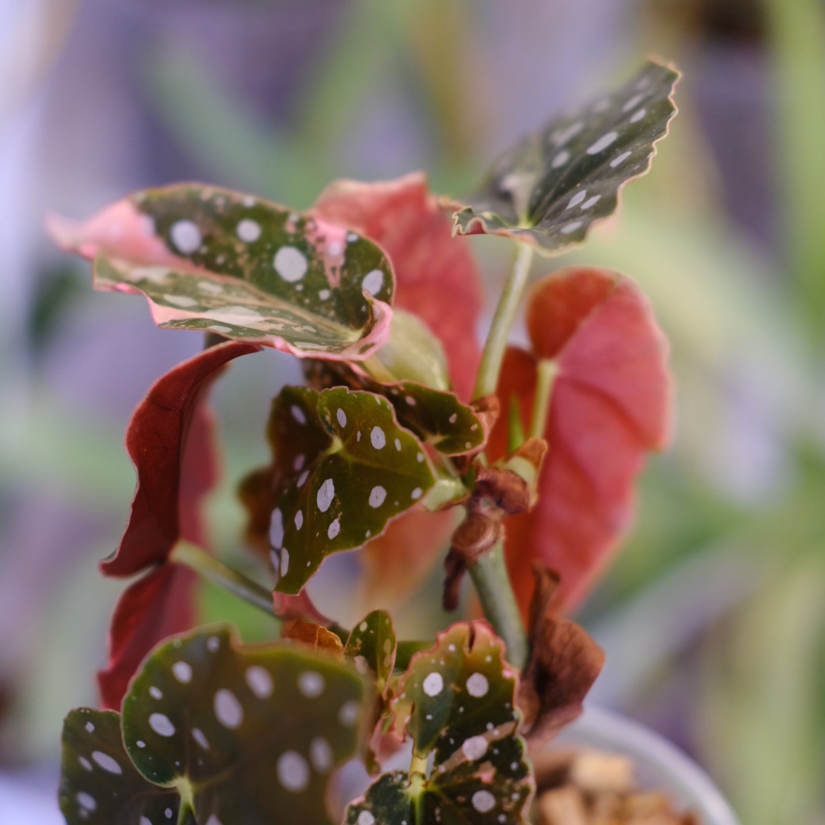 Begonia maculata variegata 'Pink'｜ベゴニア マクラータ ピンク