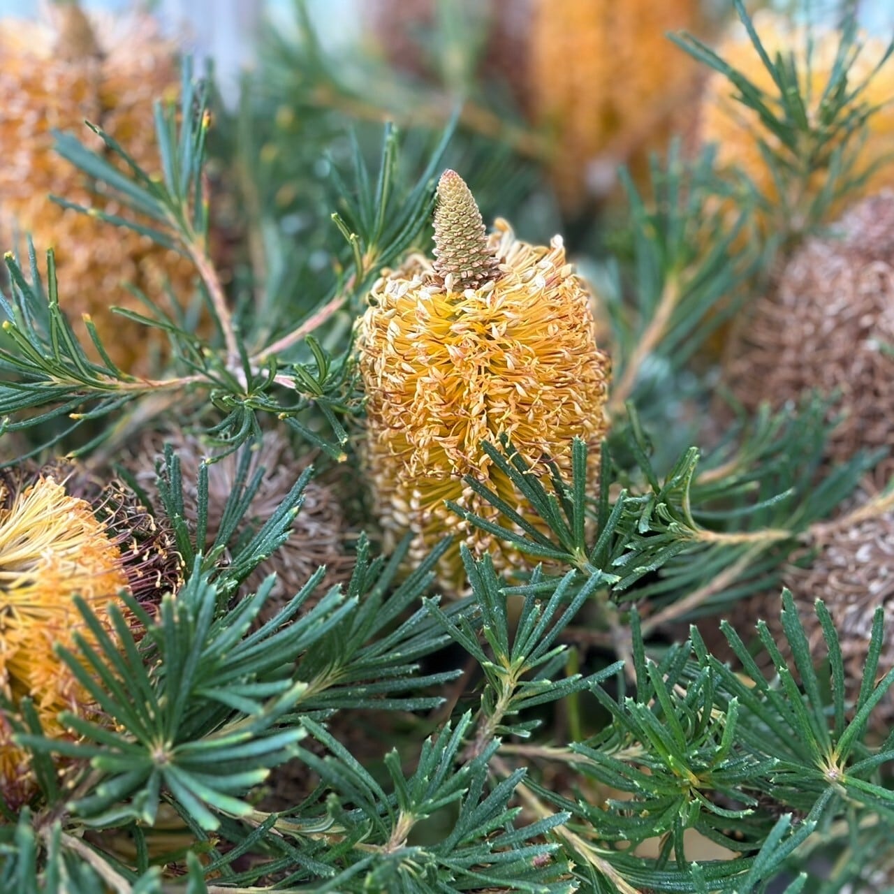 バンクシア バースデーキャンドル | 沼ノ上農園