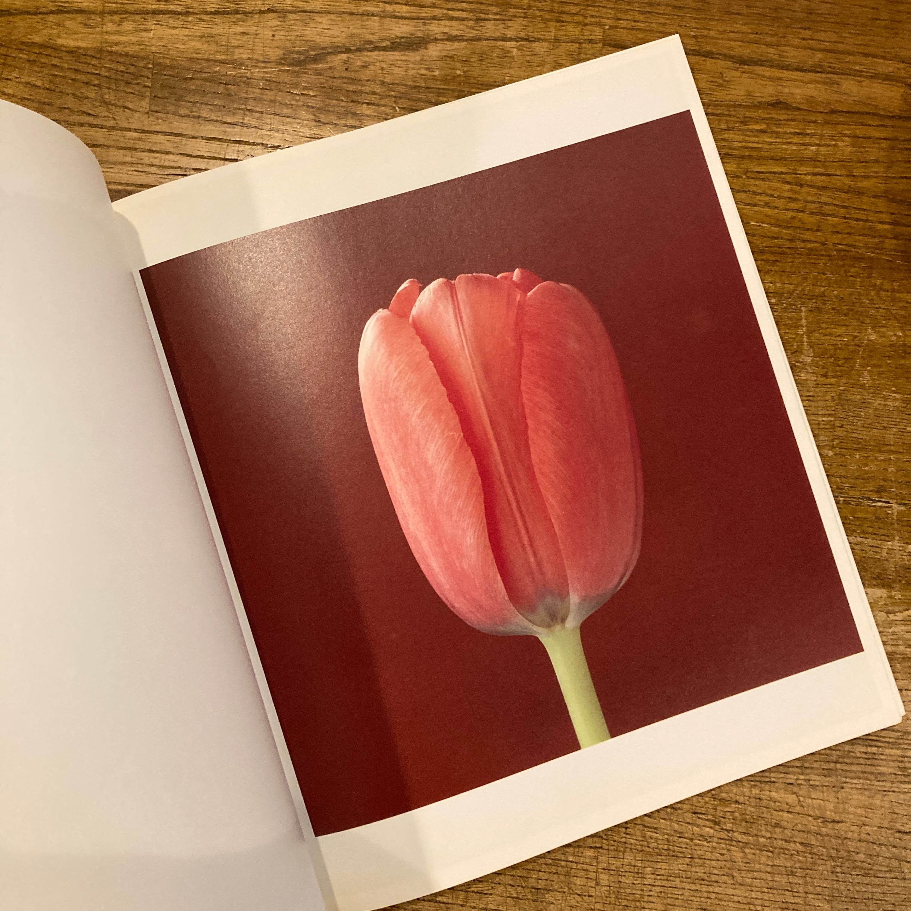 Flowers ロバート・メイプルソープの花 ソフトカバー版 / ロバート