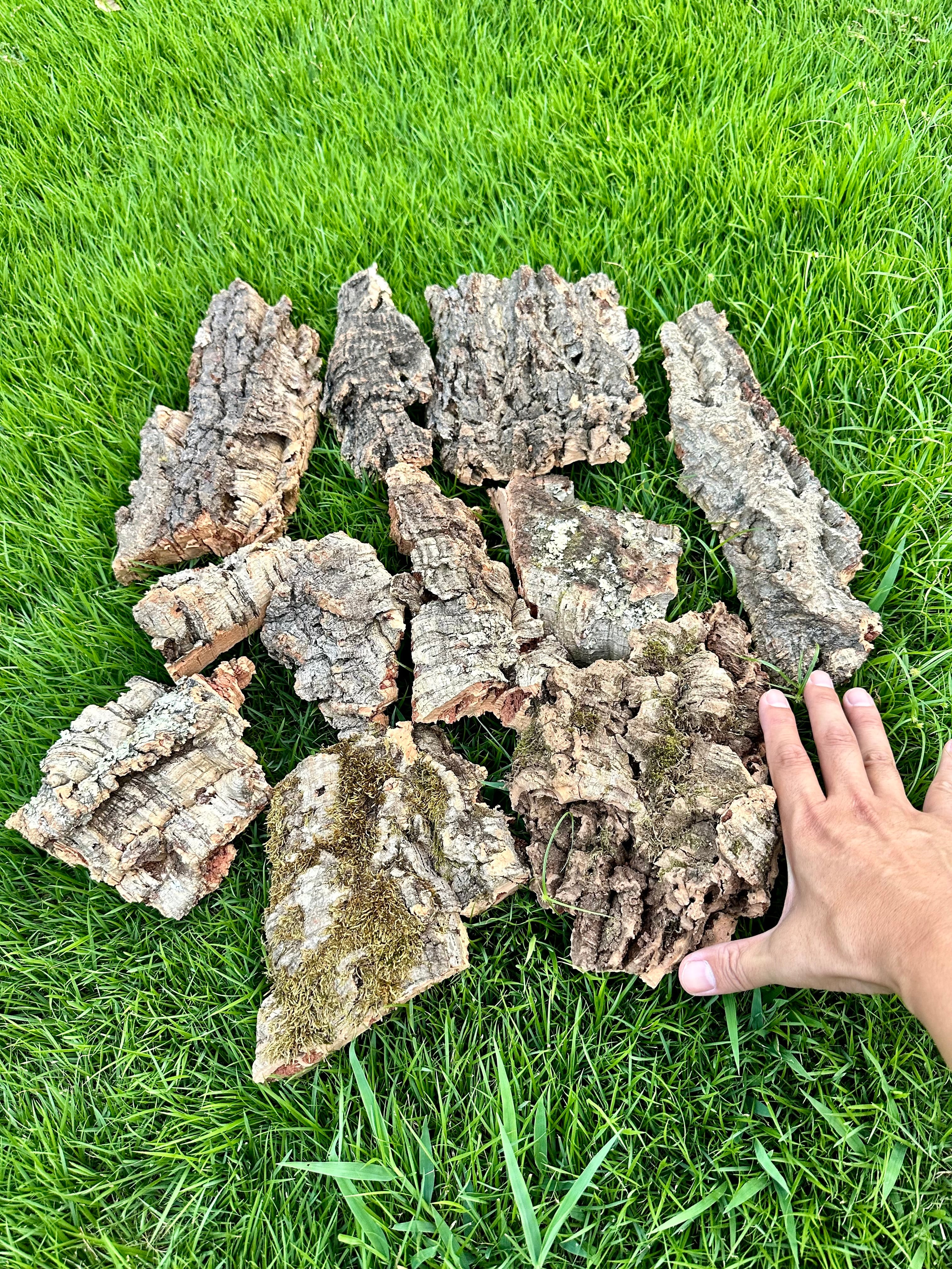 コルク樹皮 小片 (80サイズ) セット ティランジア (エアプランツ)や着