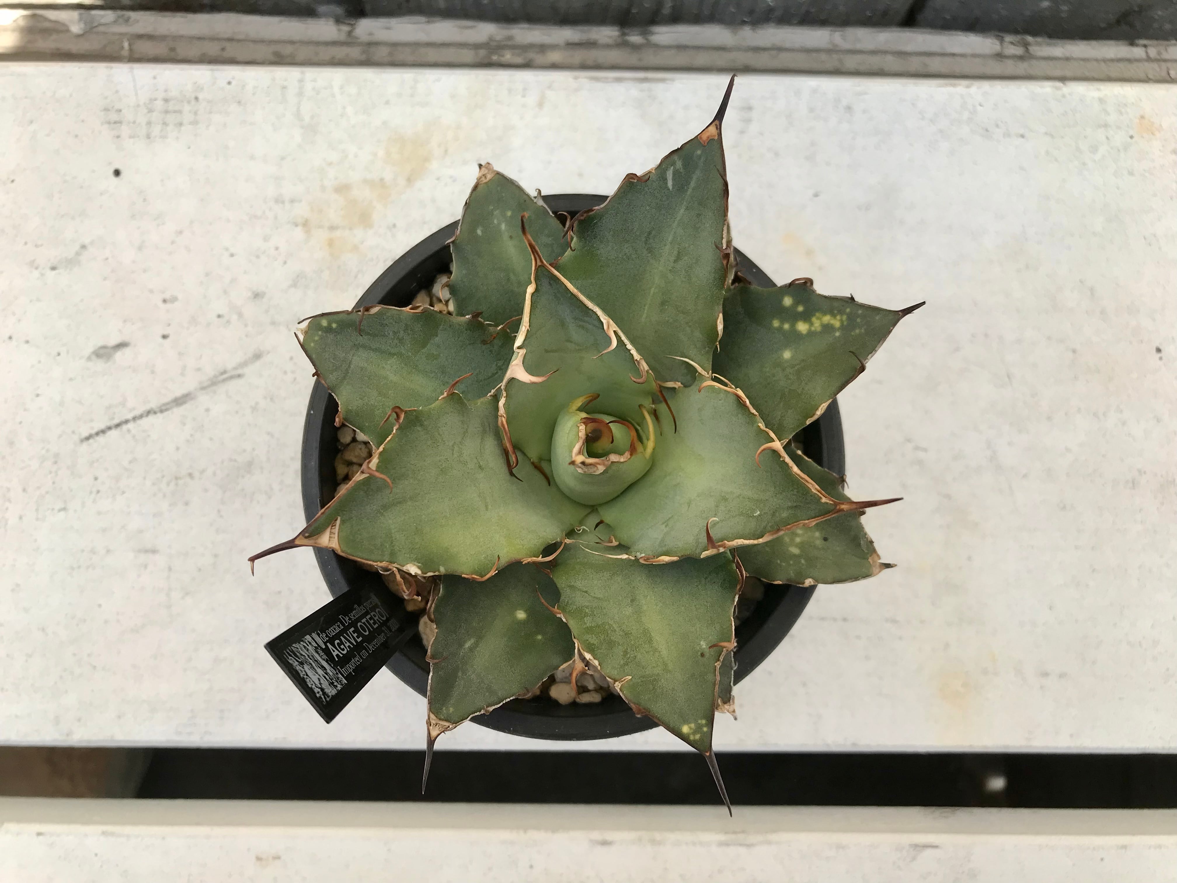 ① Agave oteroi from Oaxaca / アガベ オテロイ オアハカ 現地株