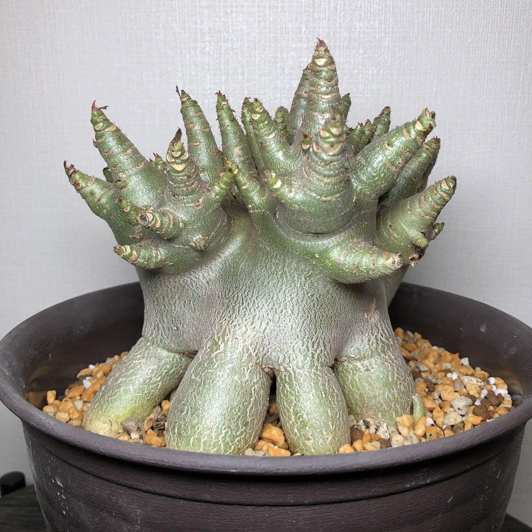 MA15【極美品・鉢植え発送】アデニウム アラビカム たこ足 コーデック