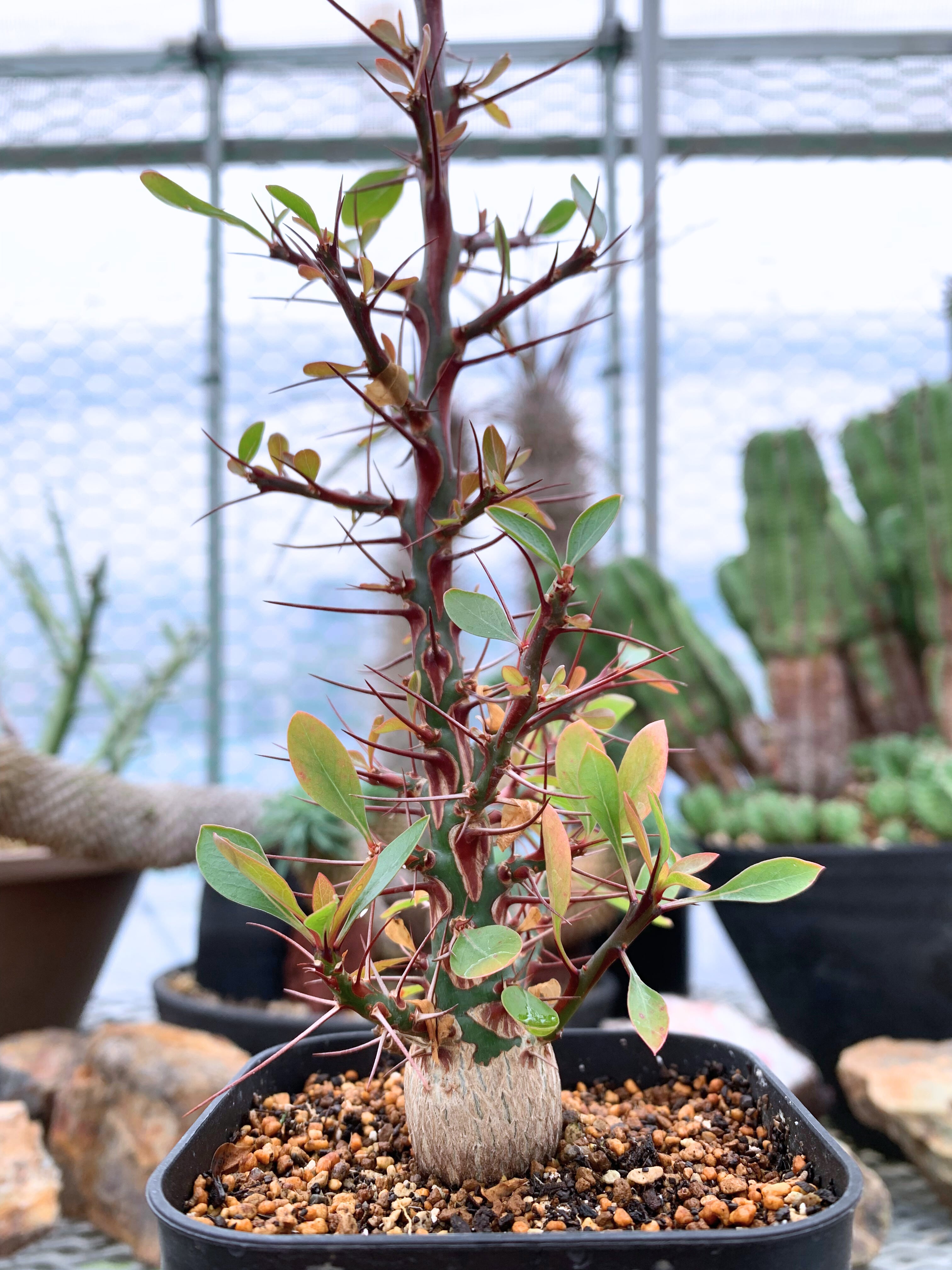 塊根植物 | CACTUS330