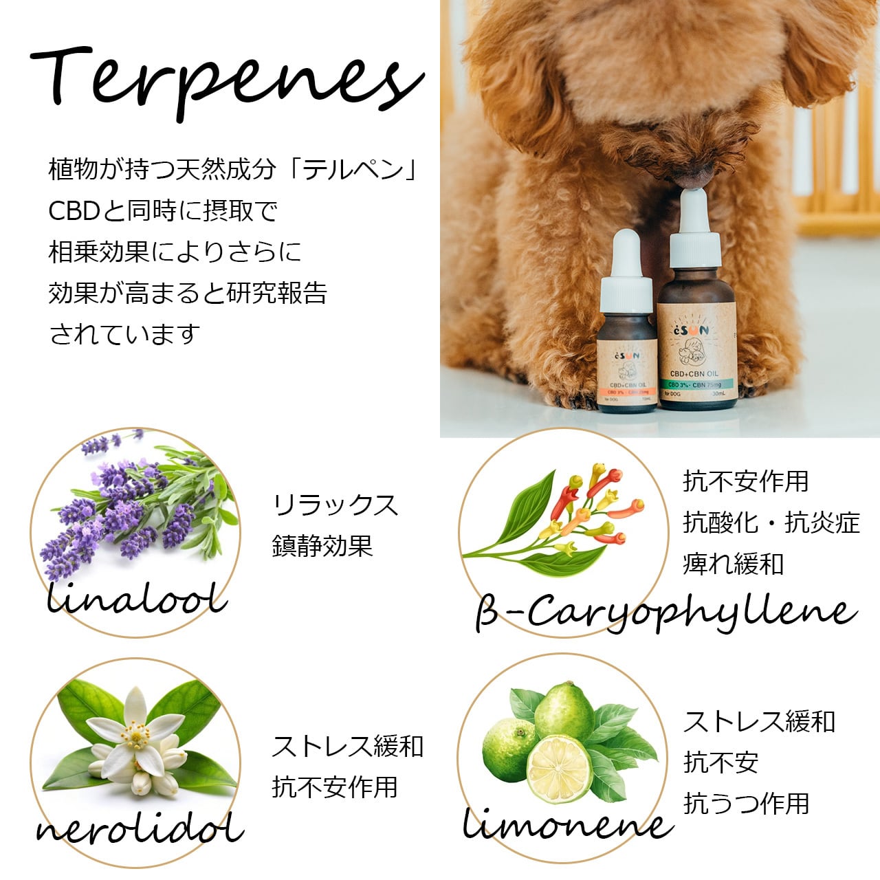eSUN 犬用 CBD+CBNオイル 10ml | eSUN Online Shop
