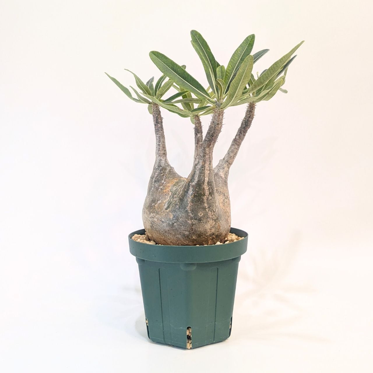 パキポディウム ロスラーツム グラキリス Pachypodium rosulatum var