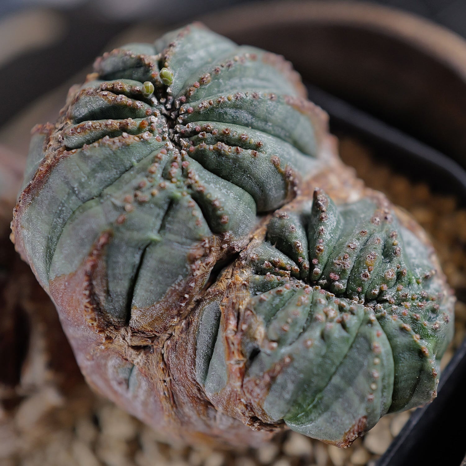 オス株【超厳選株】大株 最大幅約11cm トリプルヘッド 綴化 オベサ