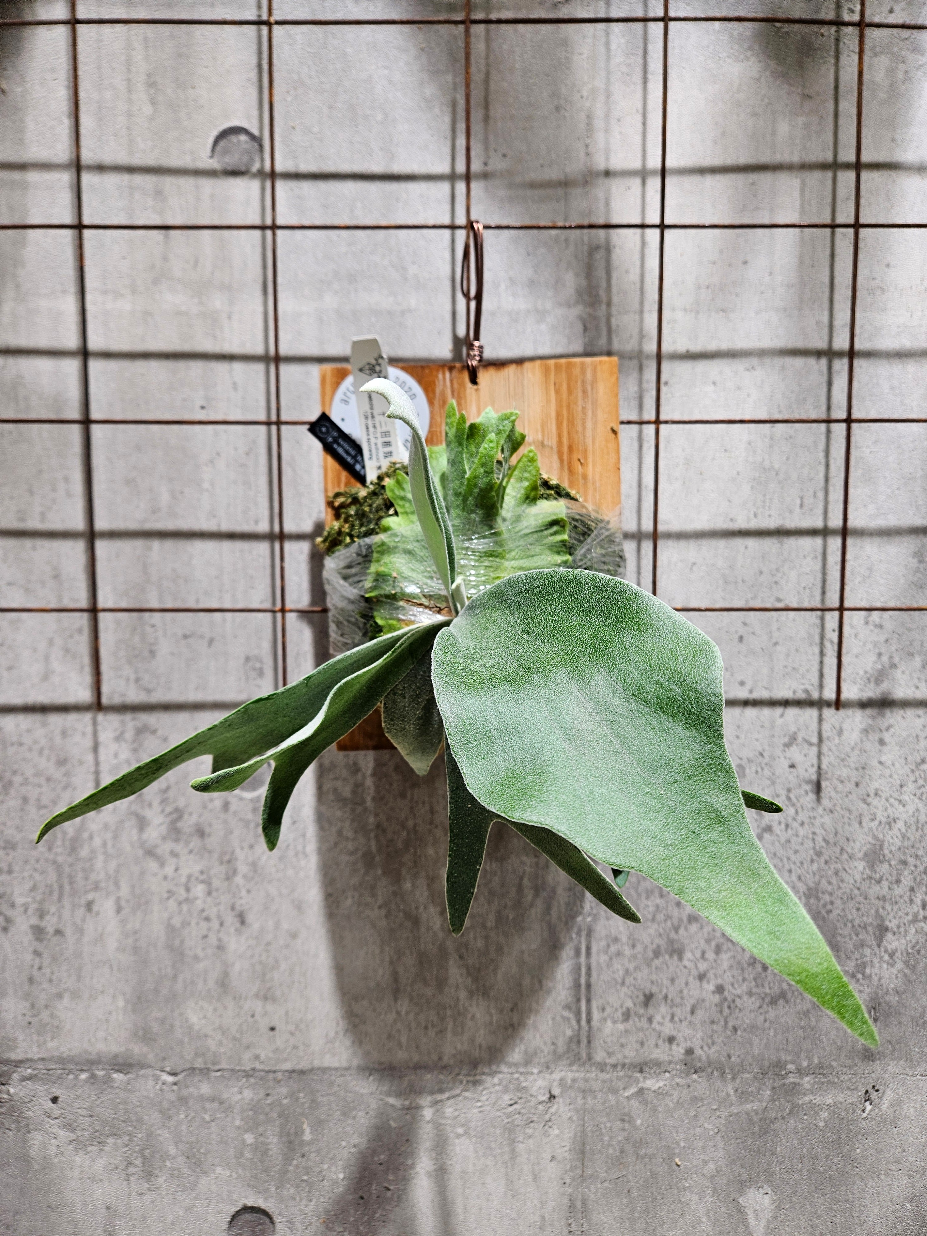 P. veitchii 'High finger', P. willinckii '魔髪' sporeling