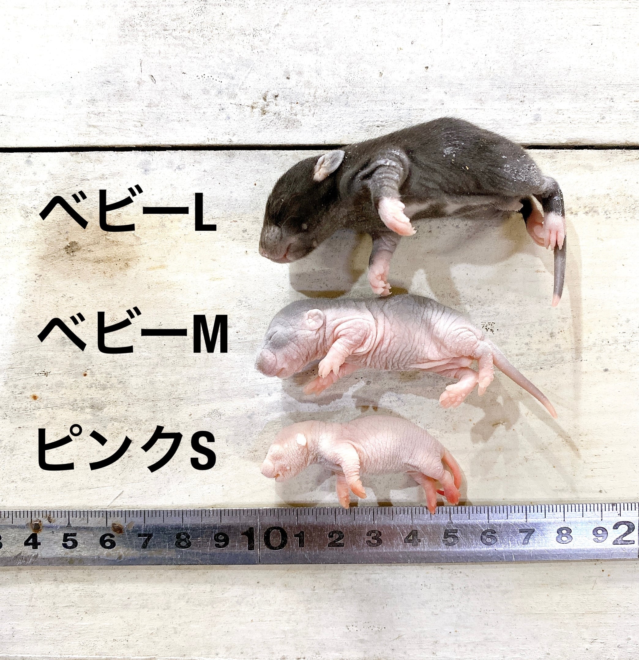 大きめ】期間限定特価 冷凍ラット 400g～470g | ネズミ屋さん