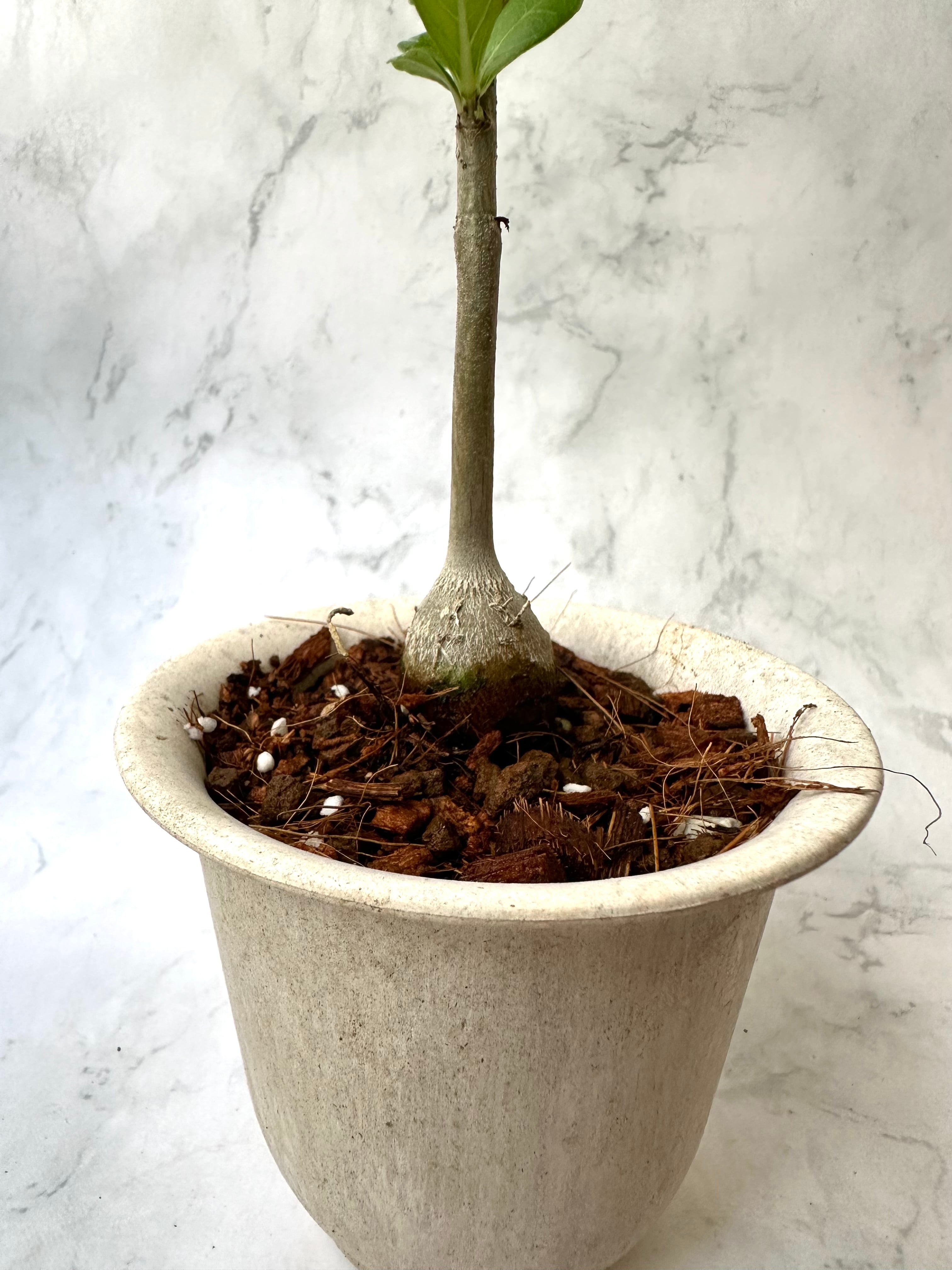 バオバブの木「アダンソニア・ディギタータ」塊根仕立て① | BOKUTO