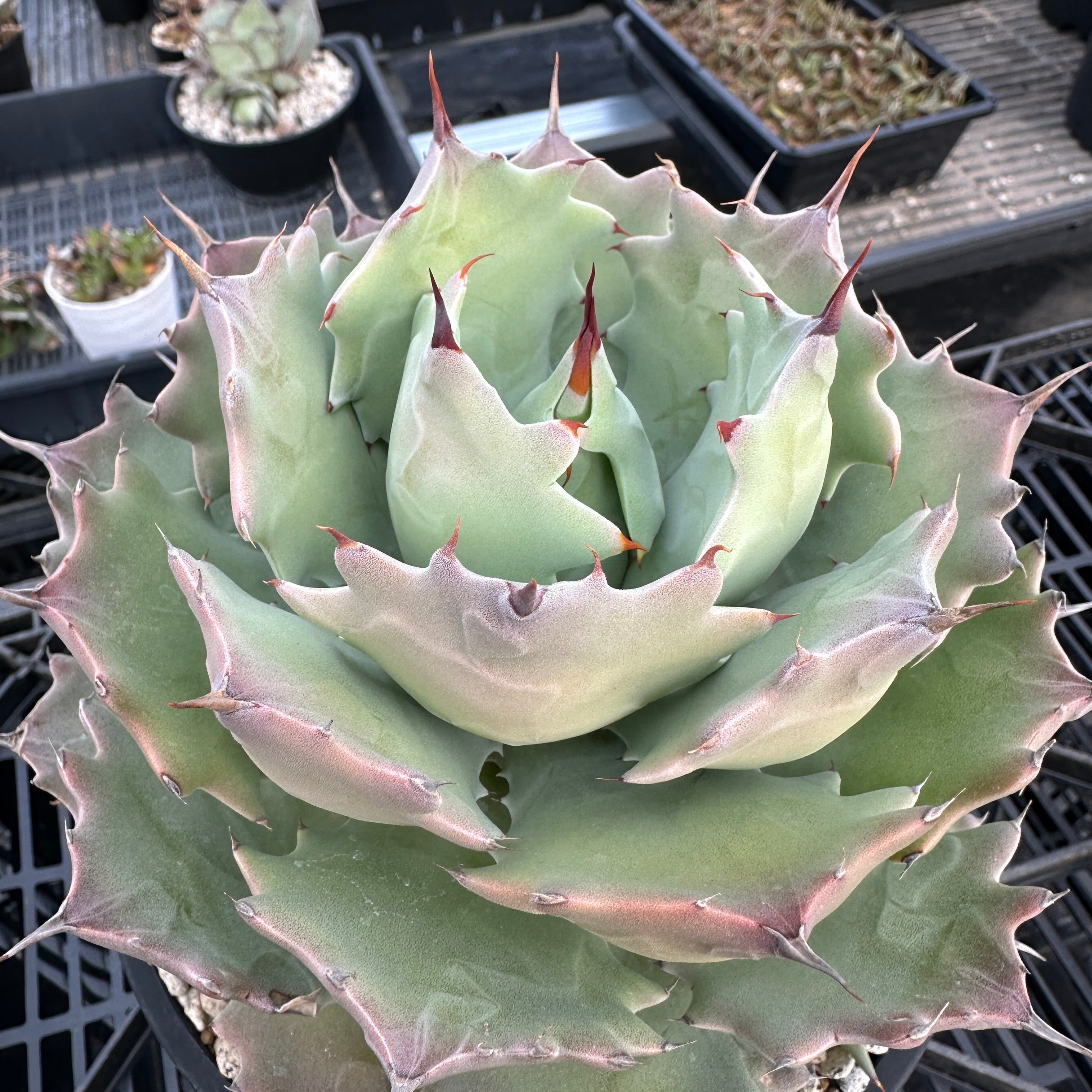 アガベ チタノタ ビッグスパイン | THE CORE