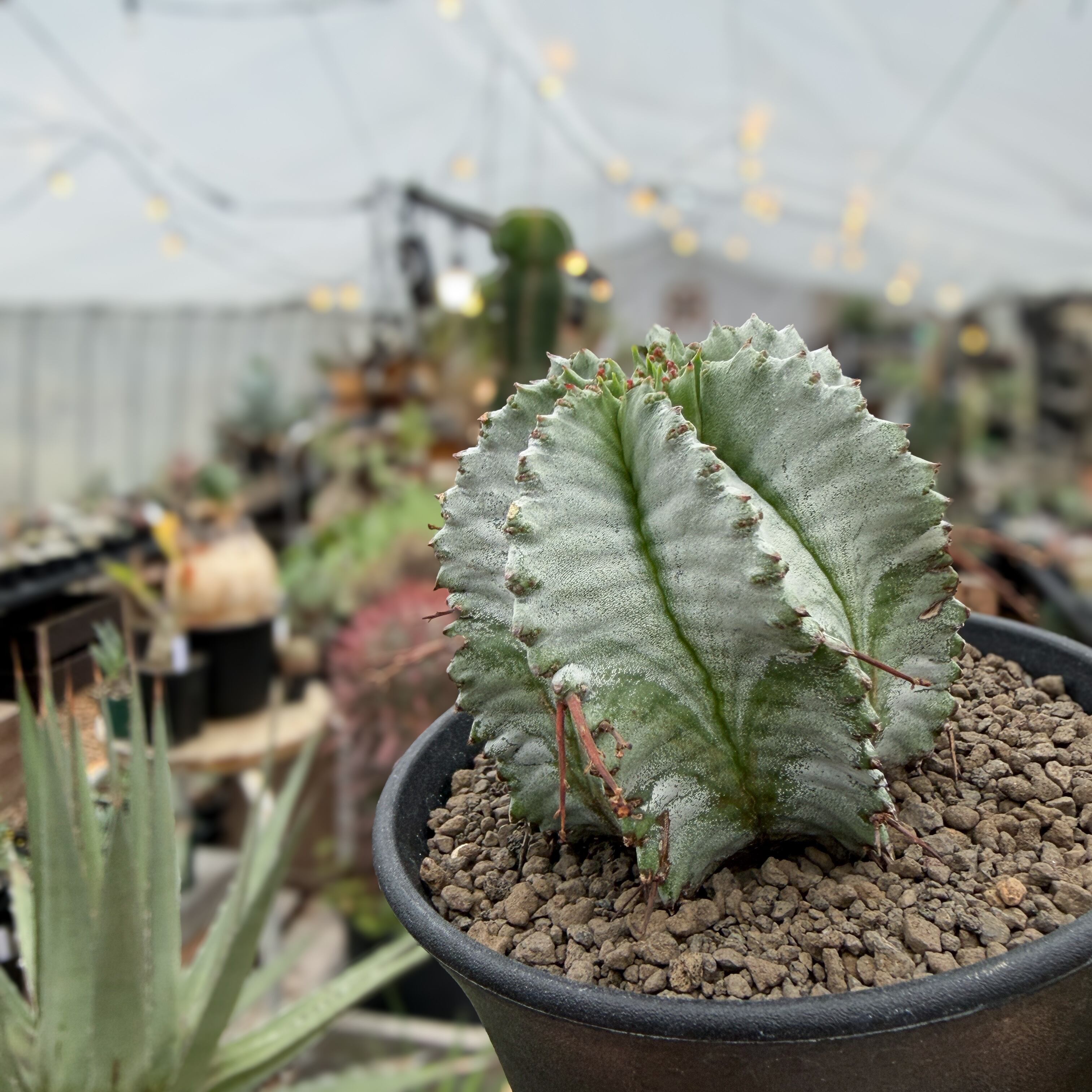 Euphorbia hyb. horrida【ユーフォルビア・玉型白ホリダ】 | RIMO'S