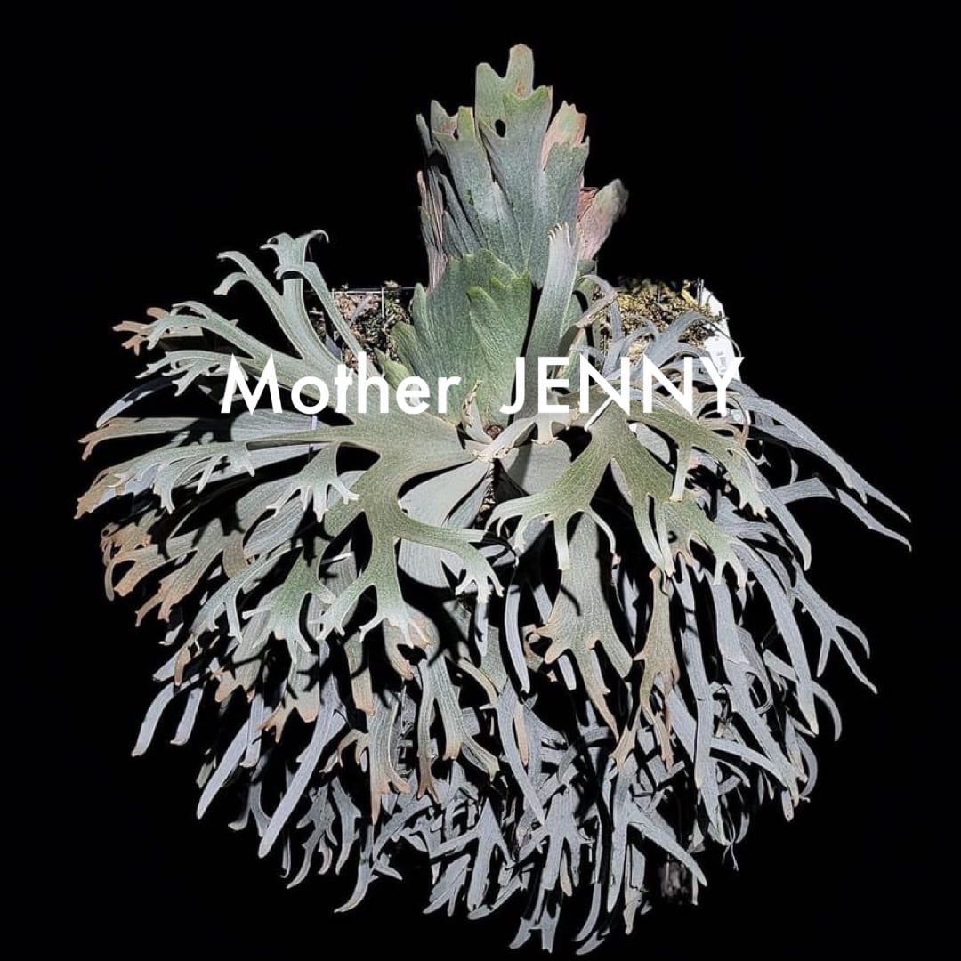 ビカクシダP.willinckii Jenny TC ビカクシダ ジェニー P. willinckii