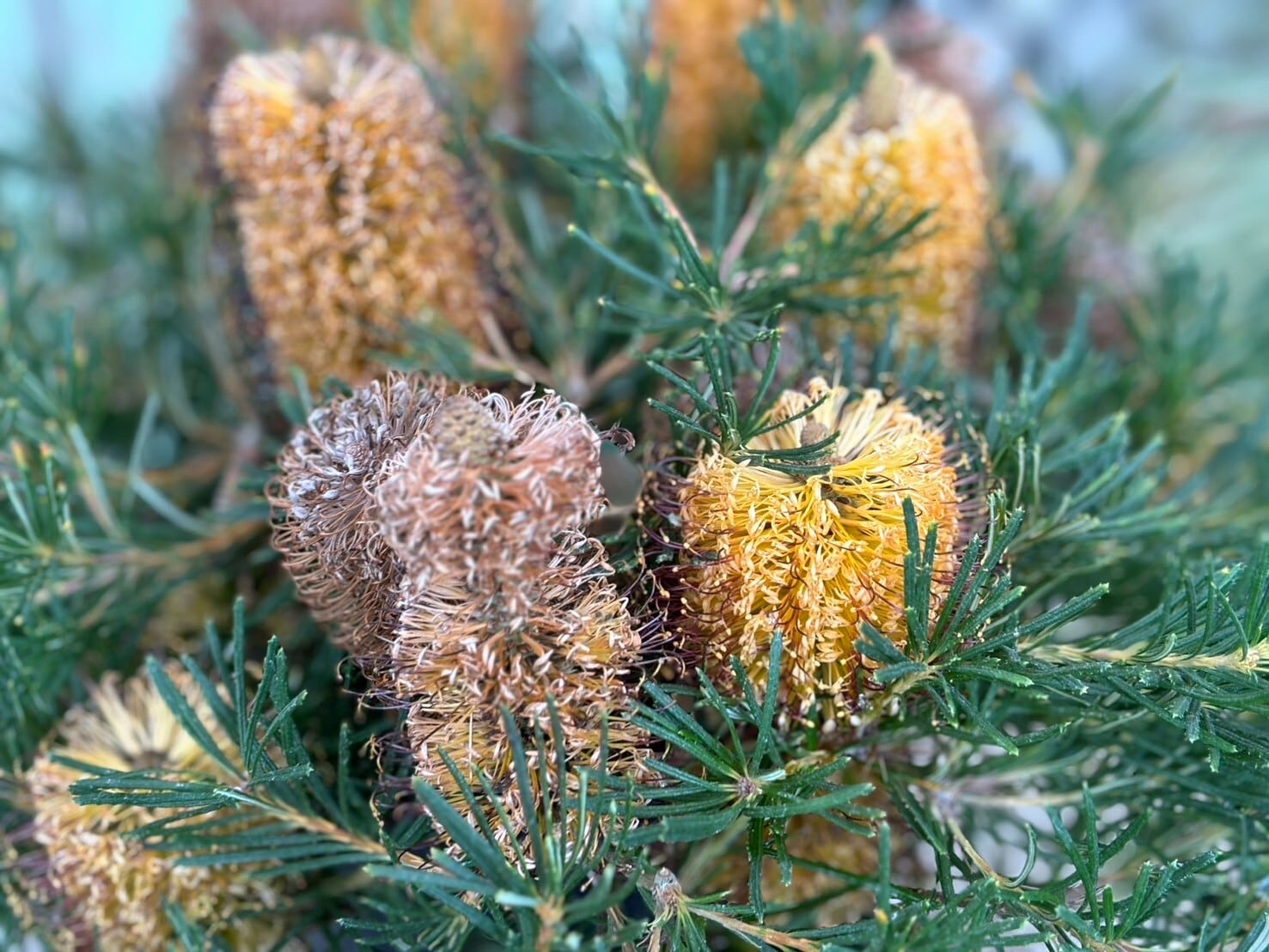 バンクシア バースデーキャンドル | 沼ノ上農園