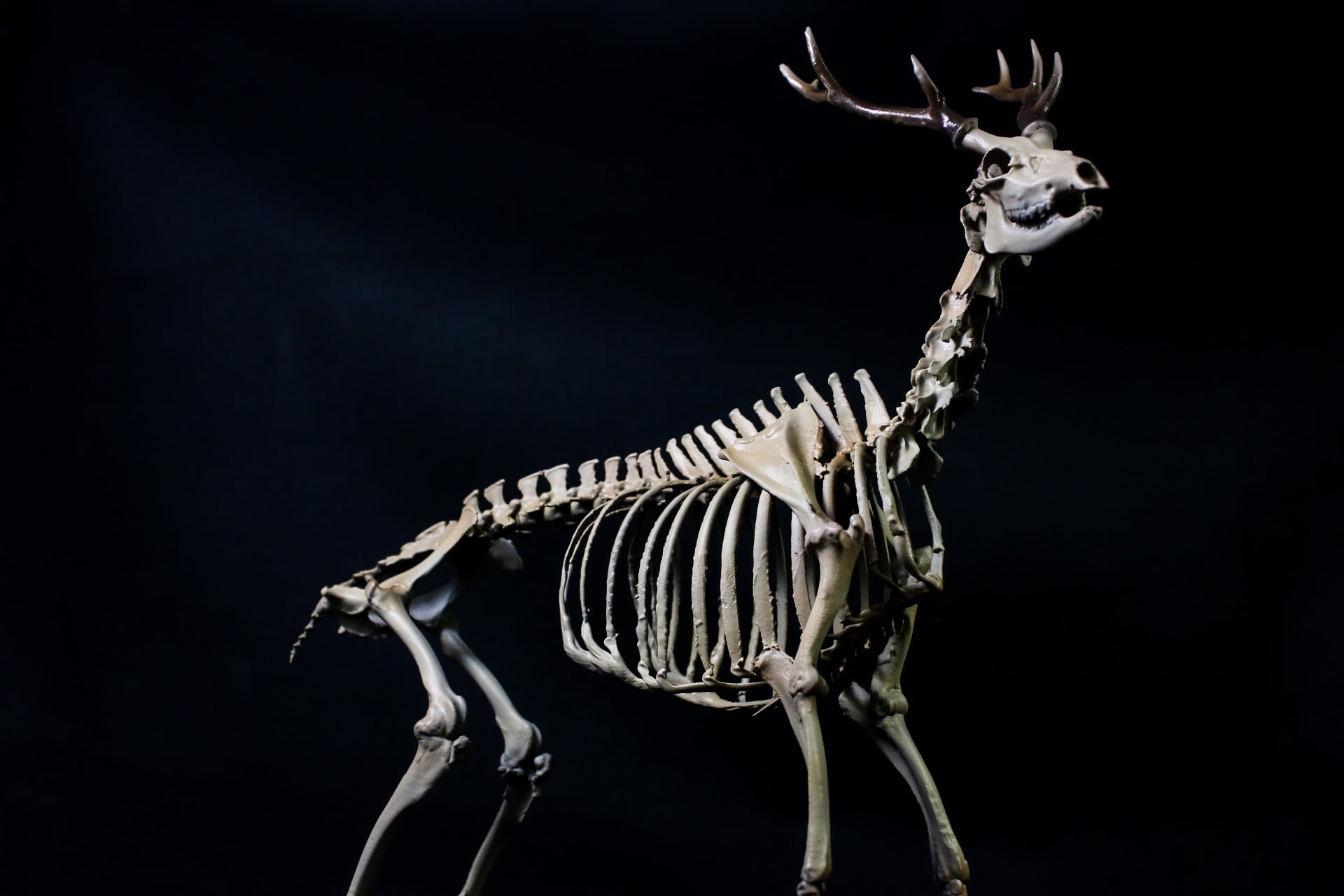 ニホンジカ 19㎝縮小全身骨格レプリカ | アンフィ合同会社