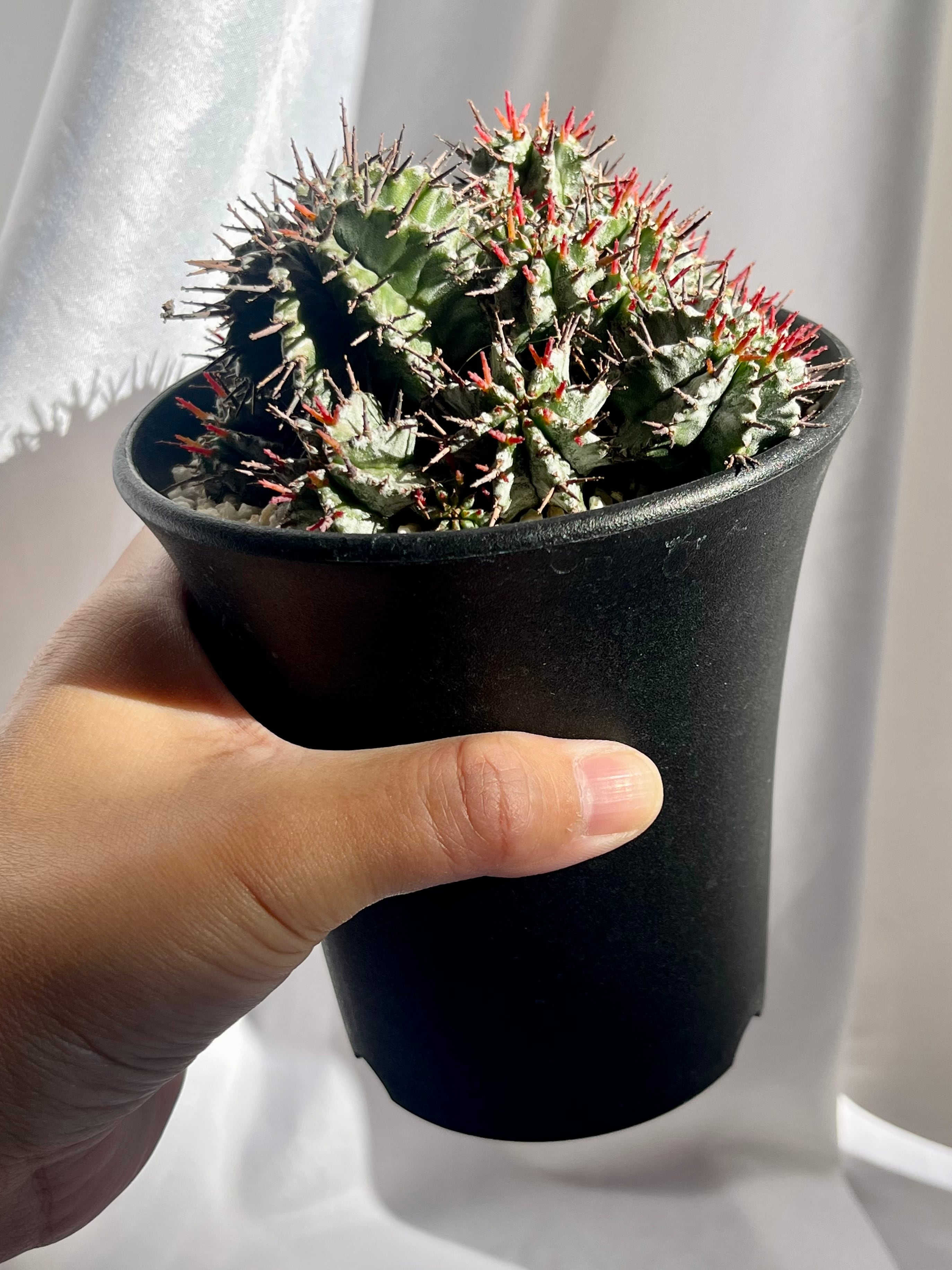 Euphorbia Horrida ユーフォルビア 強刺ホリダ 群生 多肉植物 | plants