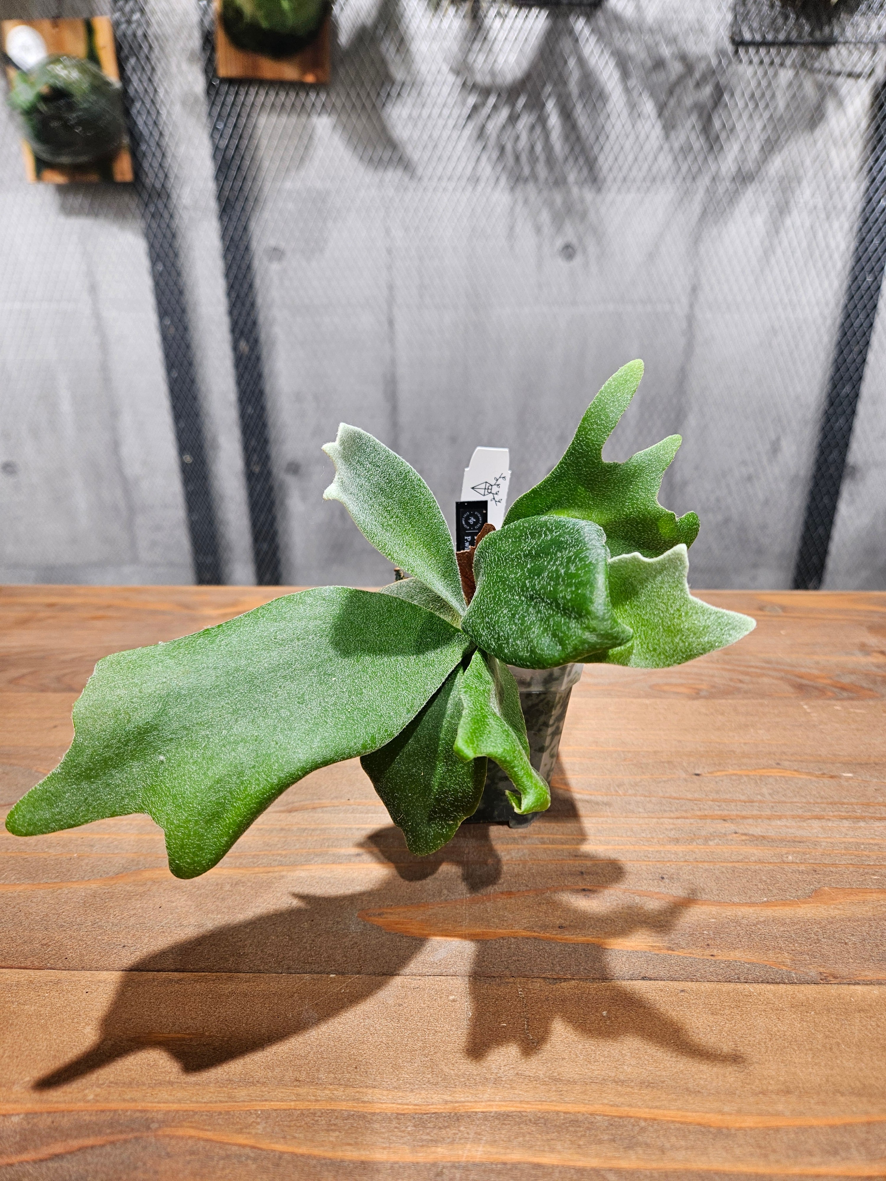 P.willinckii Unicorn × P.willinckii Watchara Sporelings