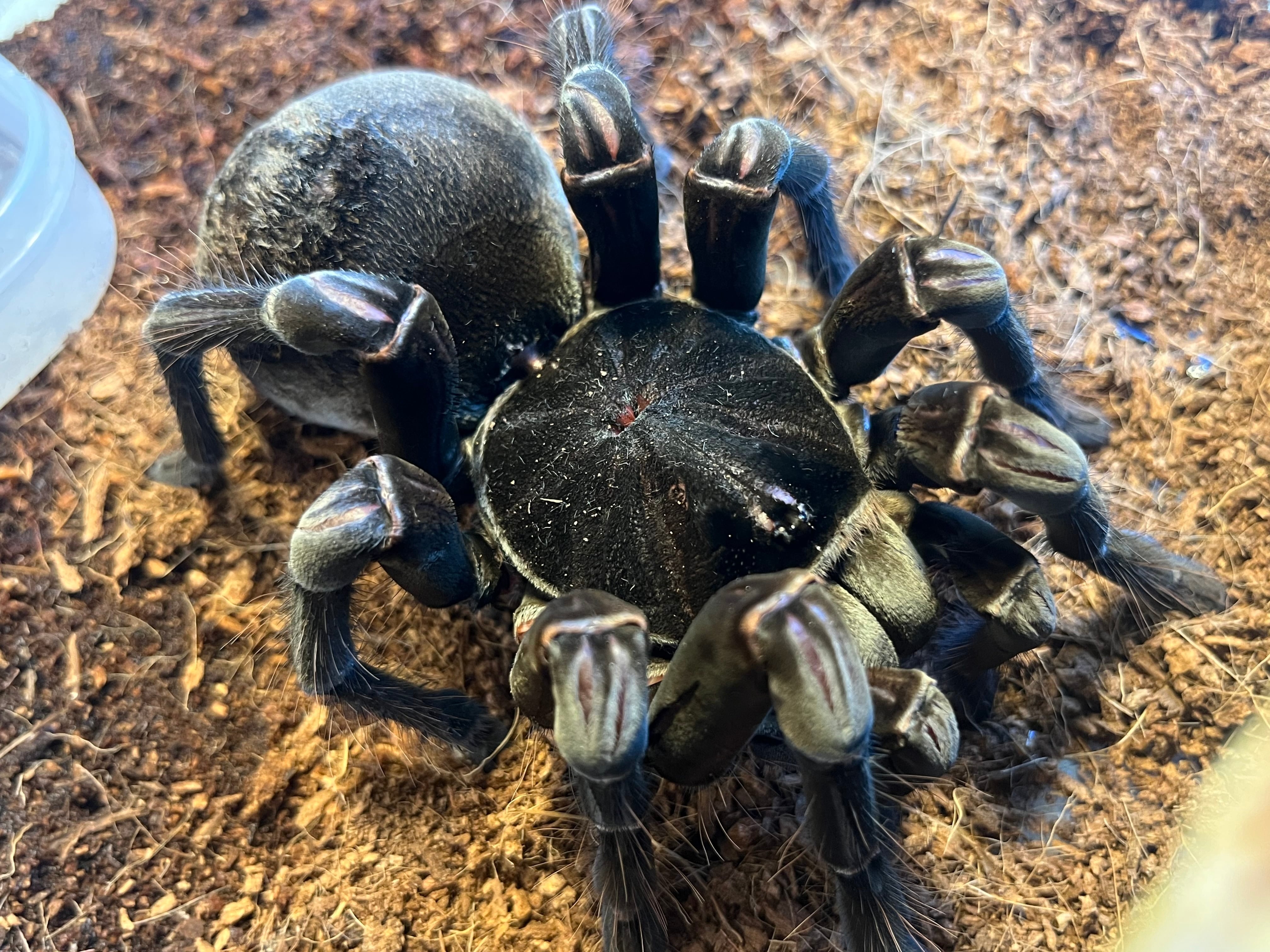 特大♀】バーガンディーゴライアスバードイータータランチュラ 体長