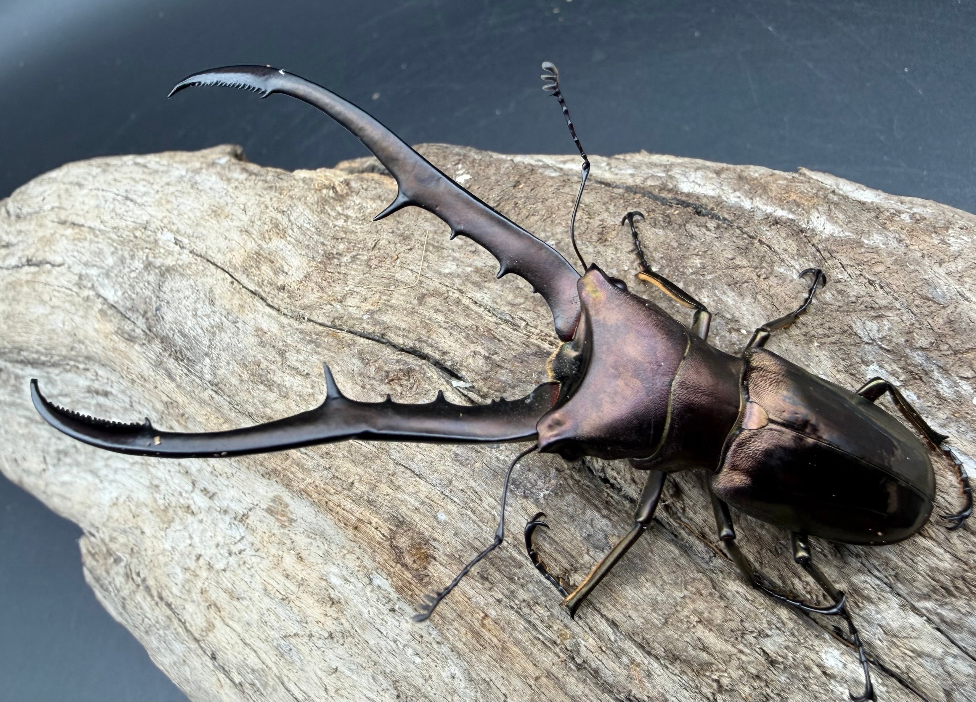 標本】天翅済み《オオキバヘビトンボ 中国産 開翅15cm前後》① | KPW