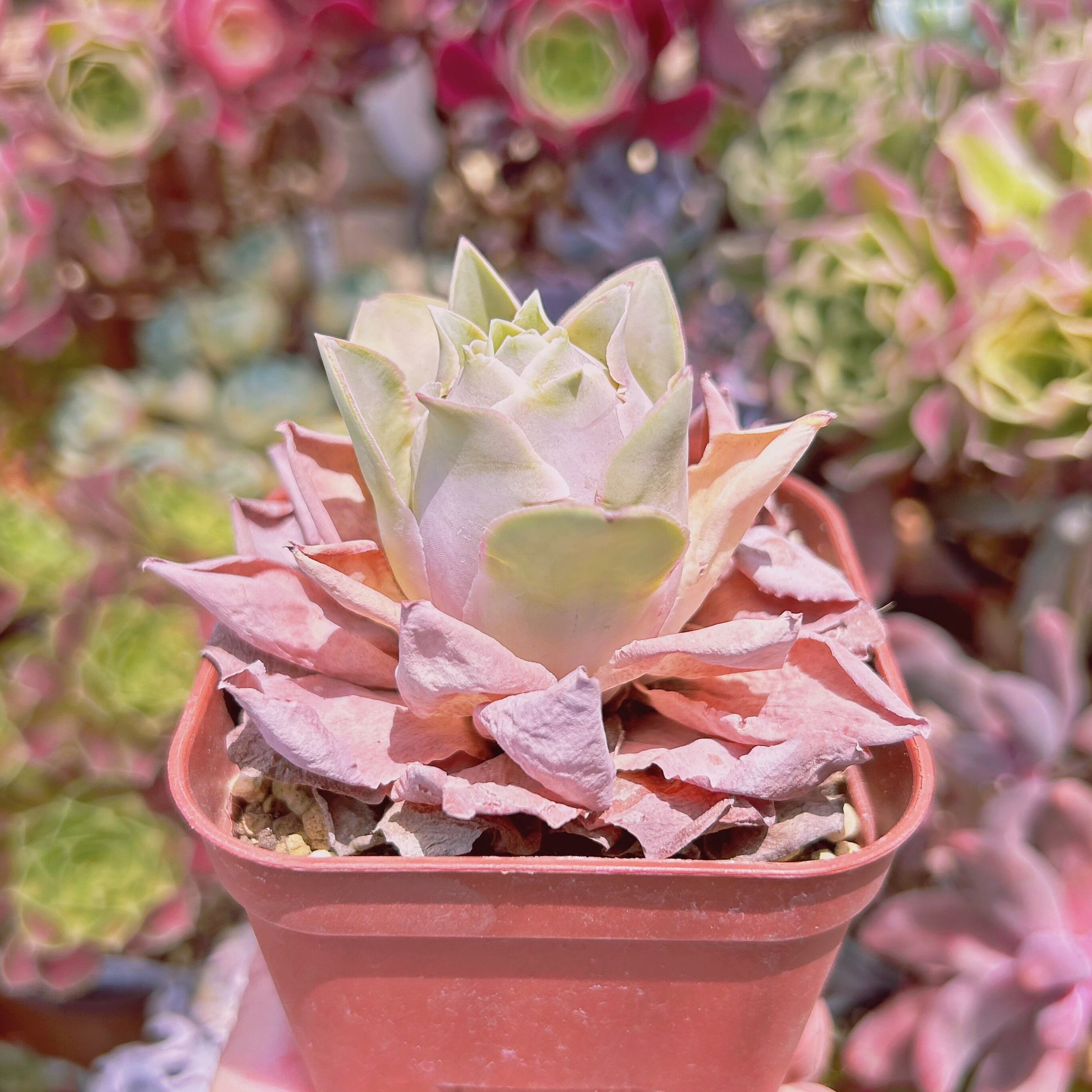 1170現物 多肉植物 ピンクローズ 抜き苗 | るる農園~多肉植物専門