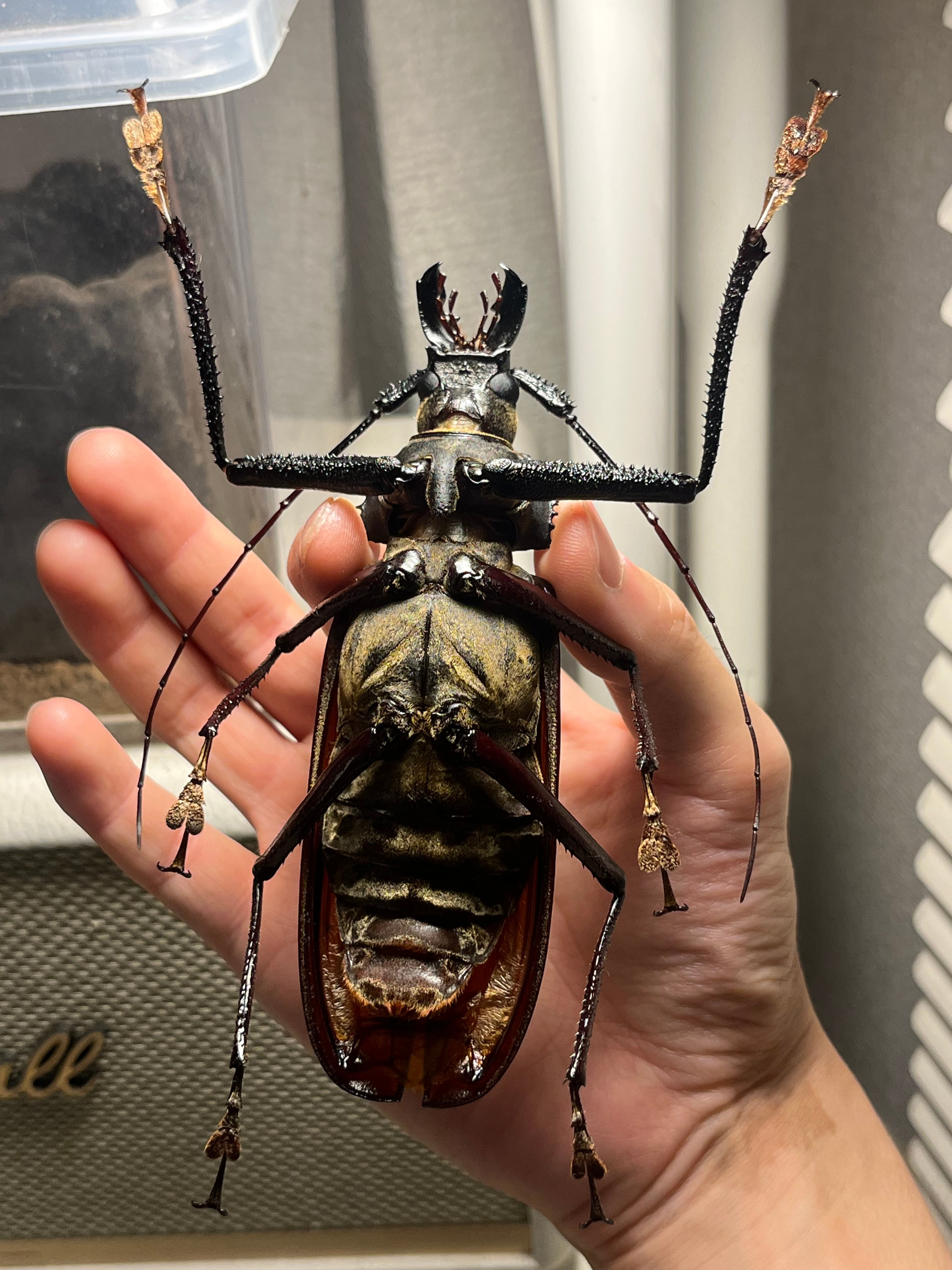 127mm】スジバネトゲフチオオウスバカミキリ ブルウスバカミキリ