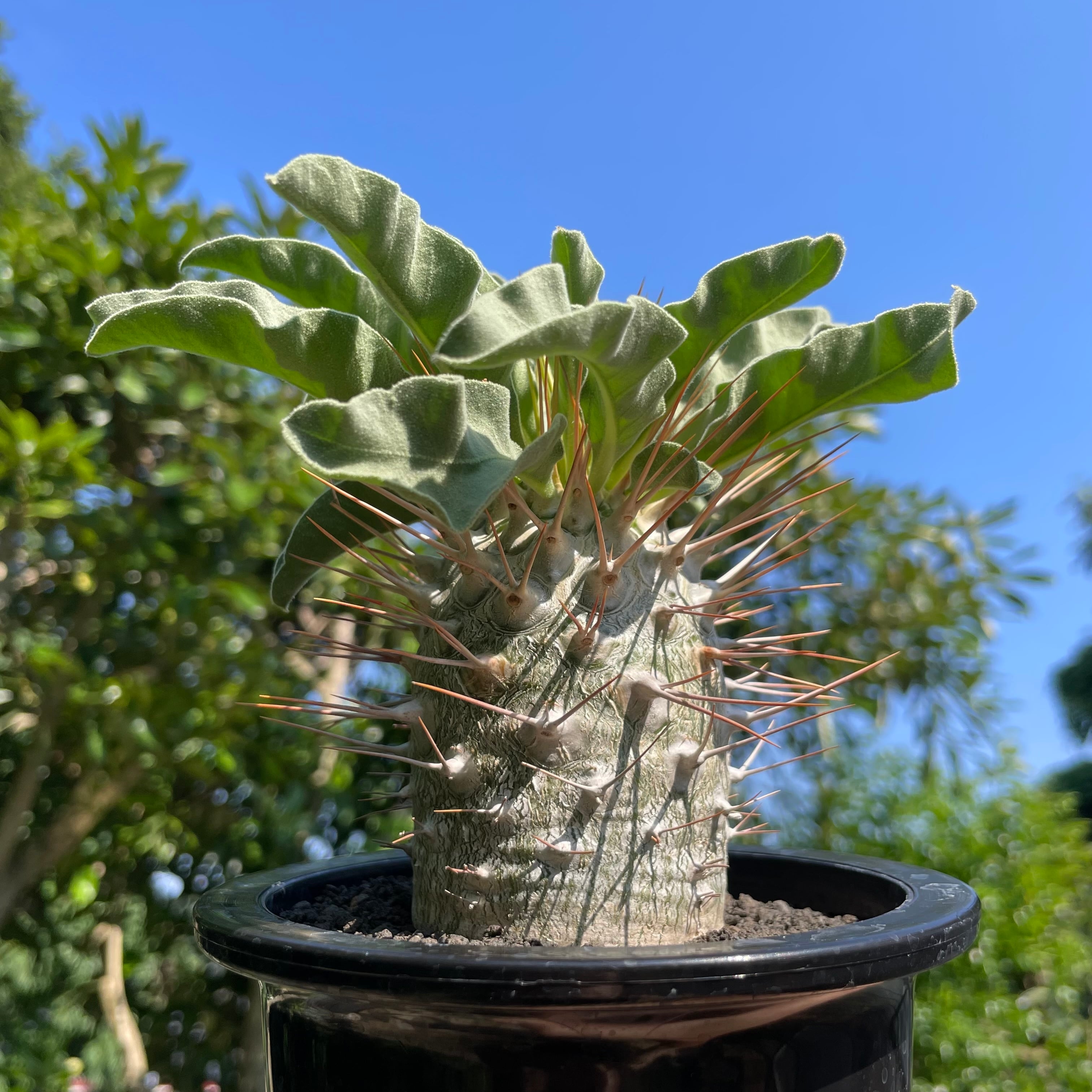 Pachypodium namaquanum【パキポディウム・ナマクアナム・光堂
