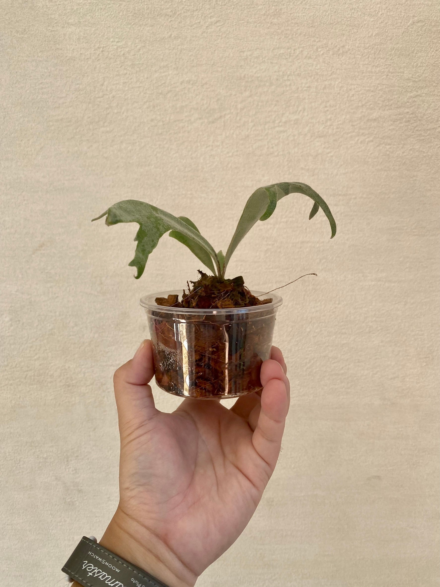 P.willinckii cv. Sailor Saturn【artPLANTs】ビカクシダ/Platycerium