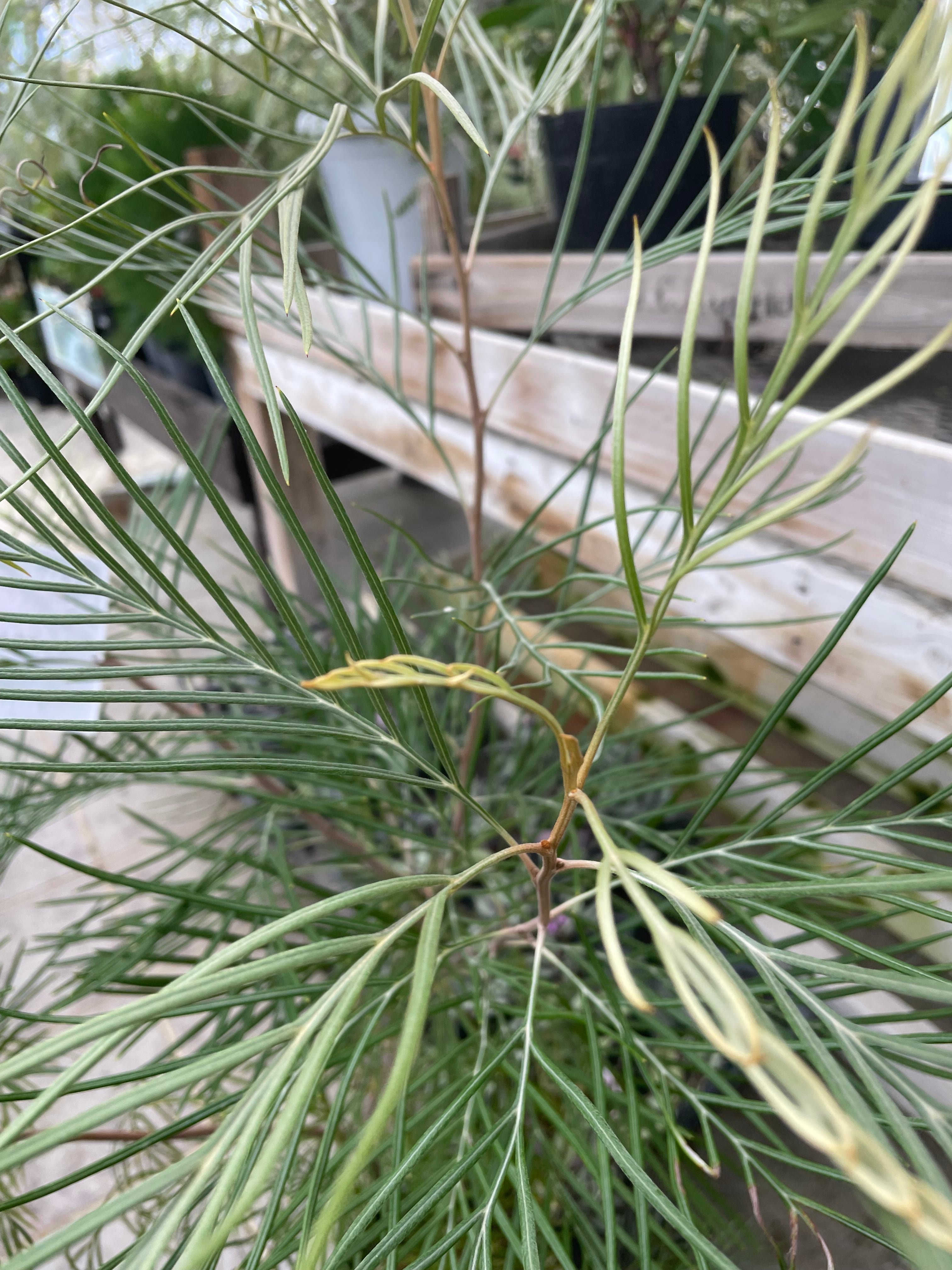 グレビレア ピンクサプライズ | 沼ノ上農園