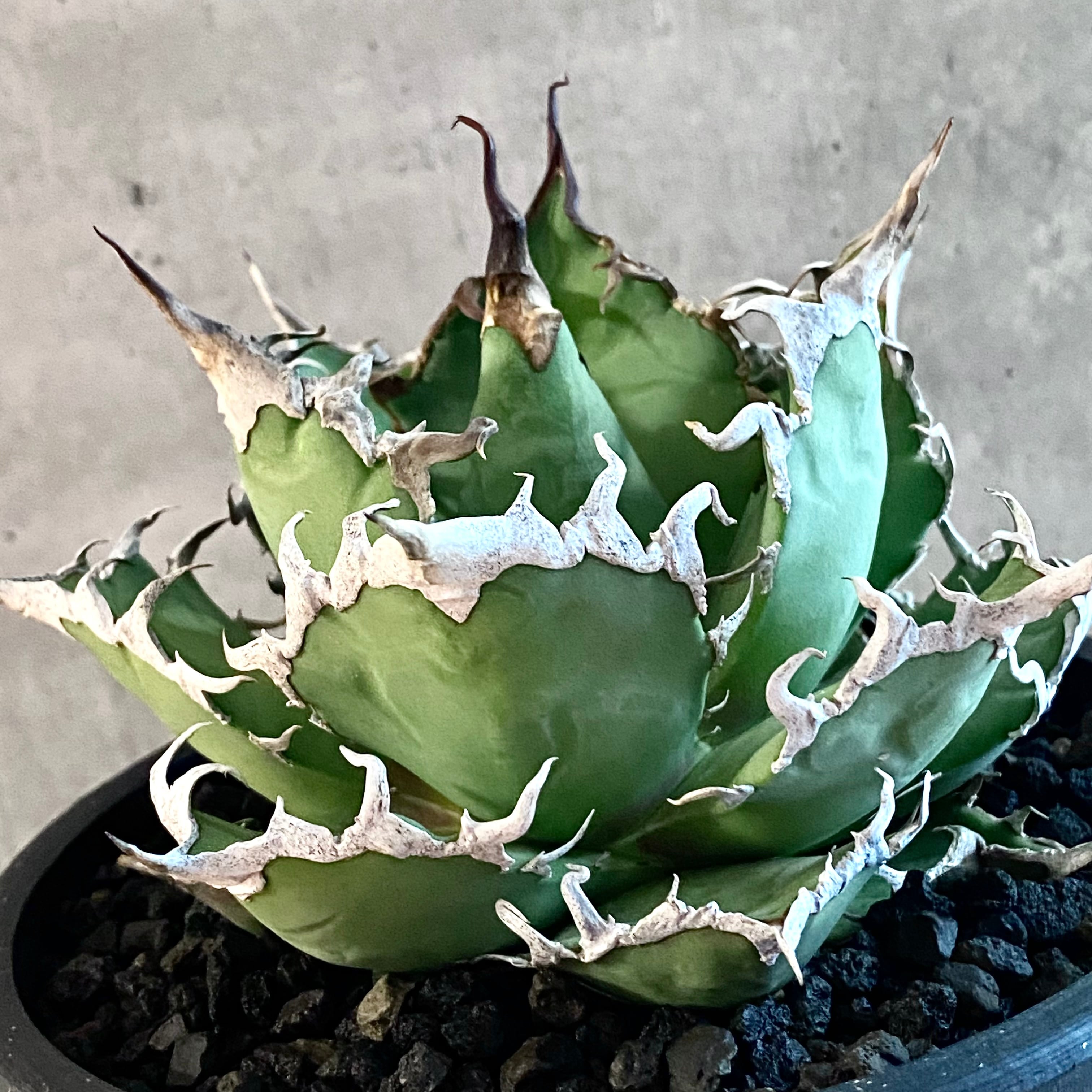 agave titanota fo-076 caesar /アガベ チタノタ fo-076 シーザー