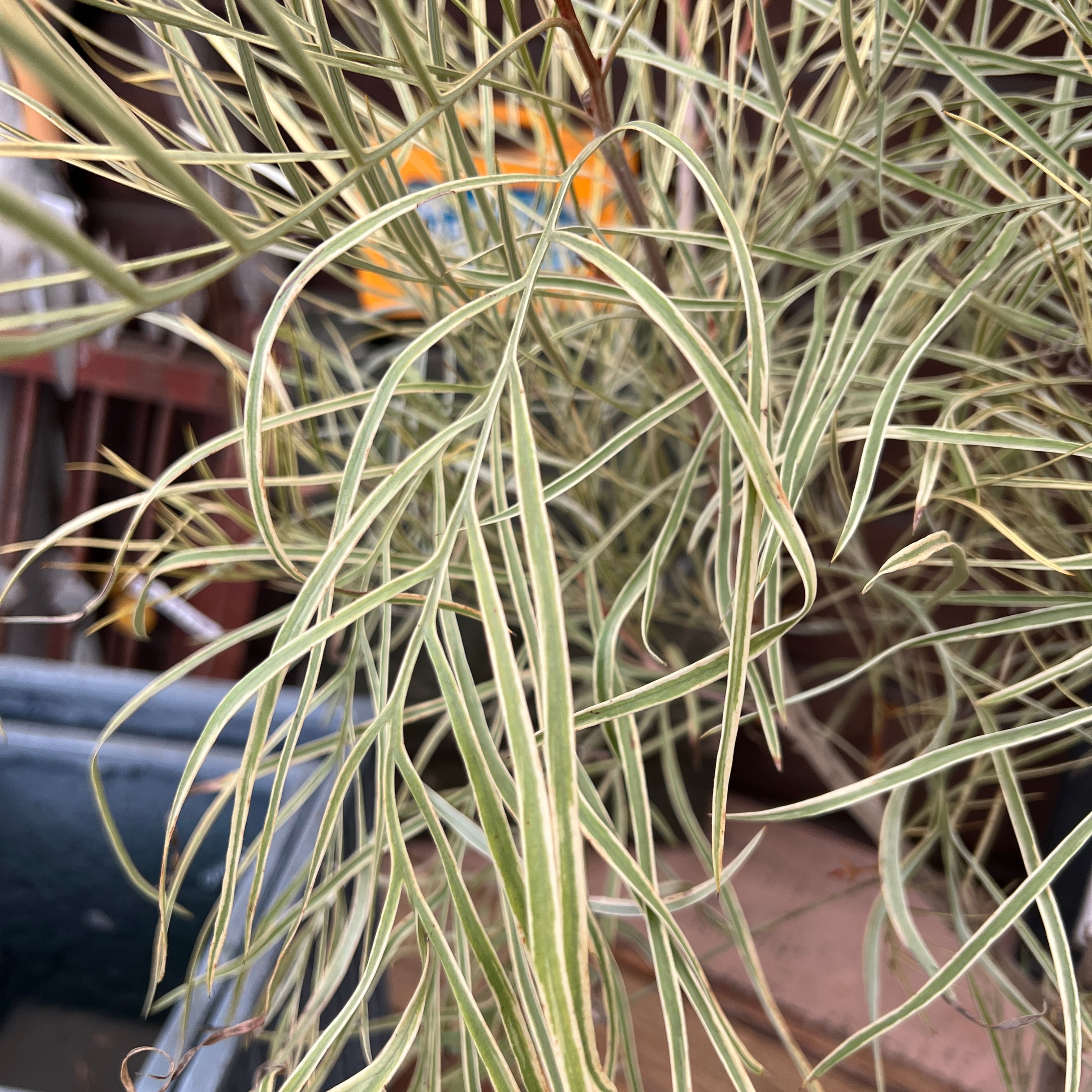 グレビレア ハニーワンダー | 沼ノ上農園