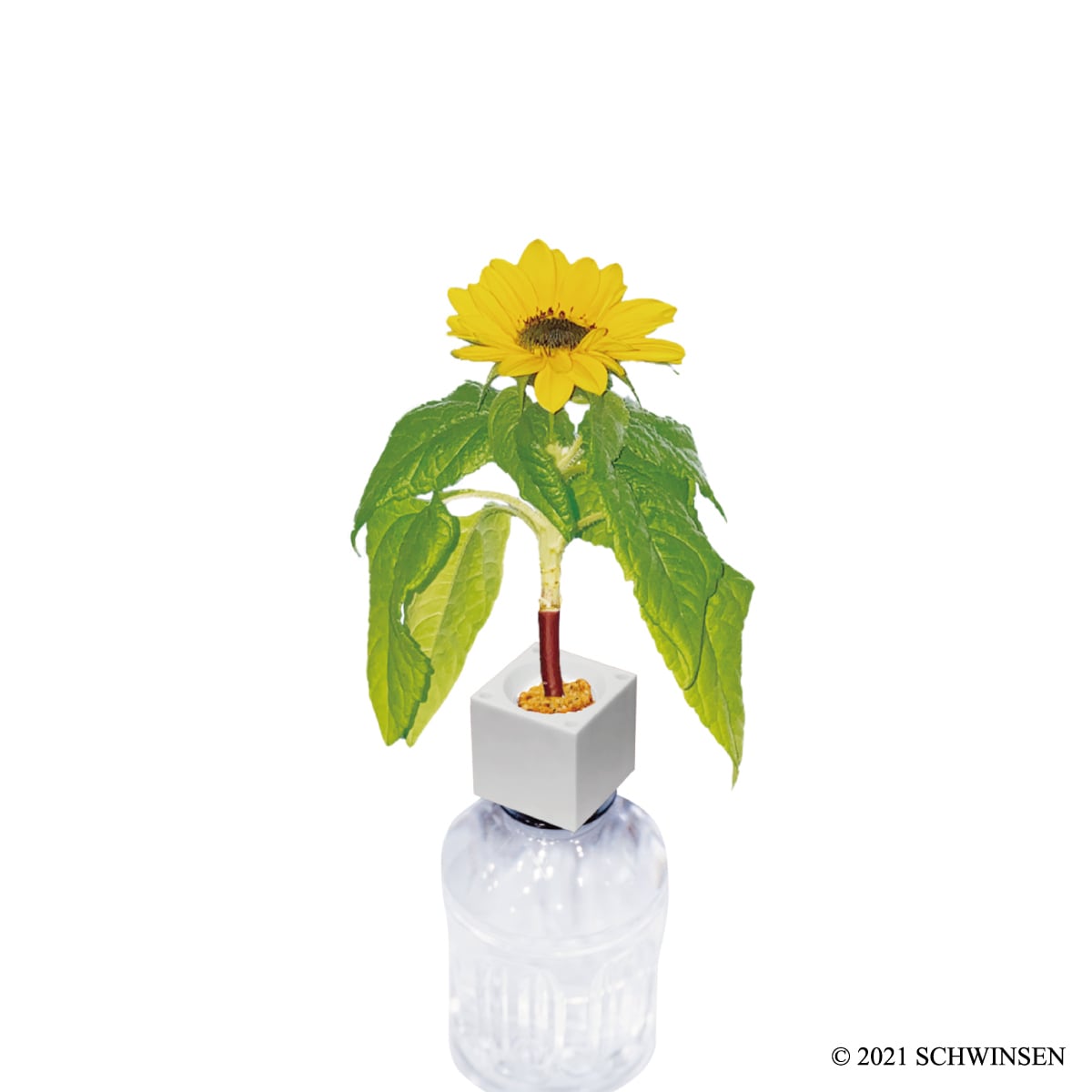 グリーントイ ミニひまわり | 【GREENTOY】栽培キット 「グリーントイ