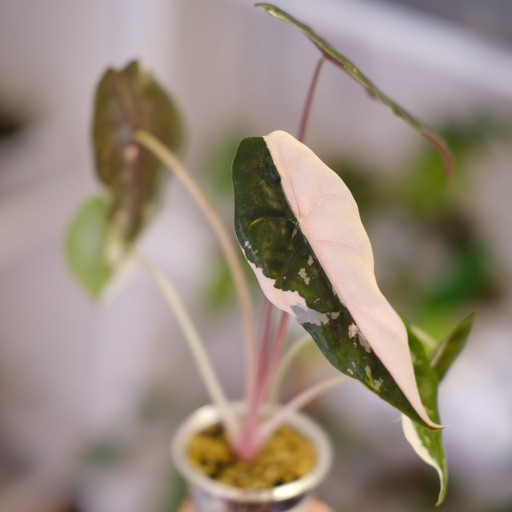 Alocasia chantrieri pink /アロカシア シャントリエリ ピンク③