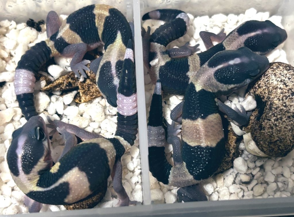 冷凍フタホシML 約780匹600g 冷凍コオロギ | 餌用 コオロギ 通販