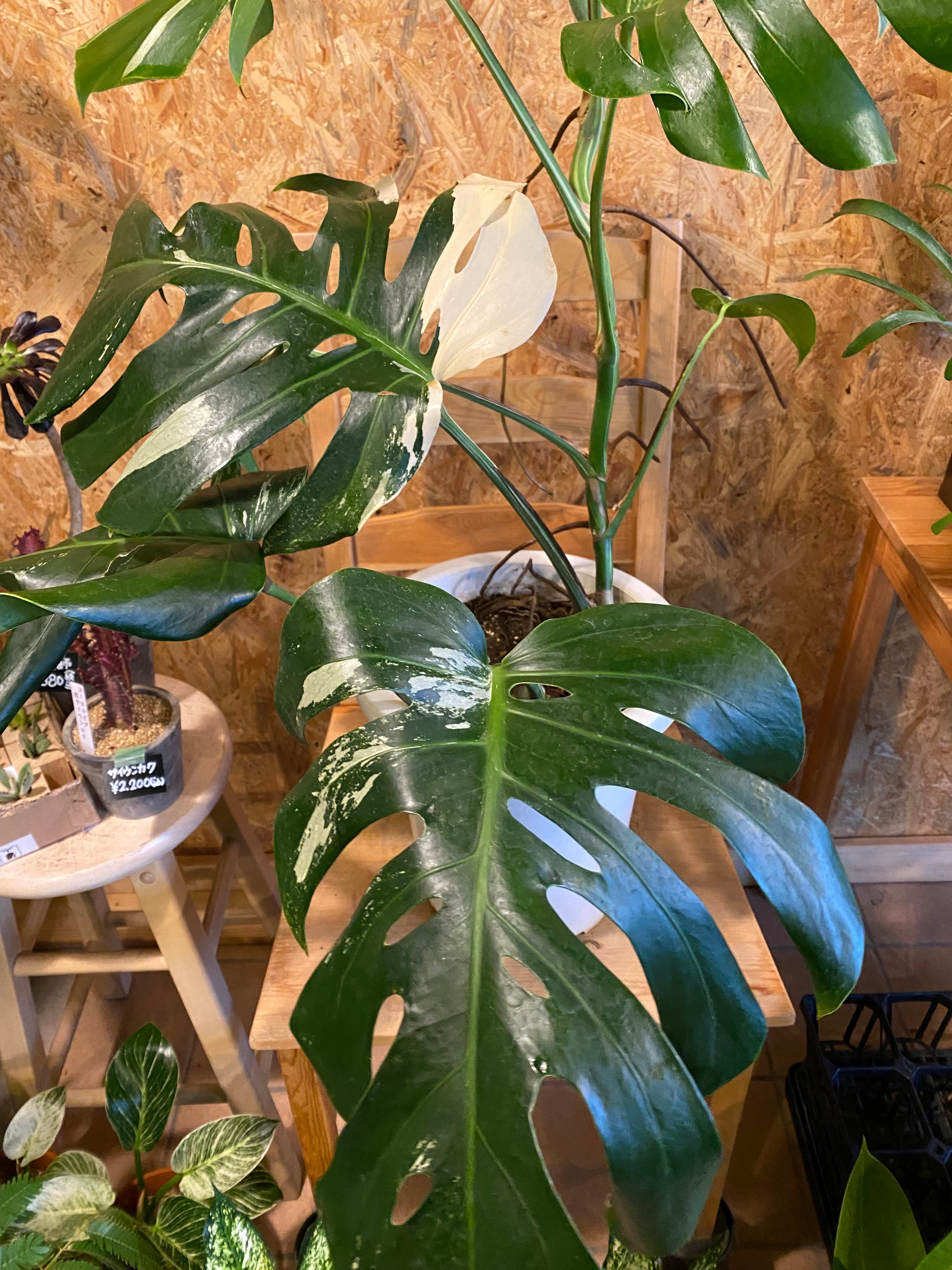 モンステラ 斑入り ホワイトタイガー H90cm W60cm 口径20cm | Garden