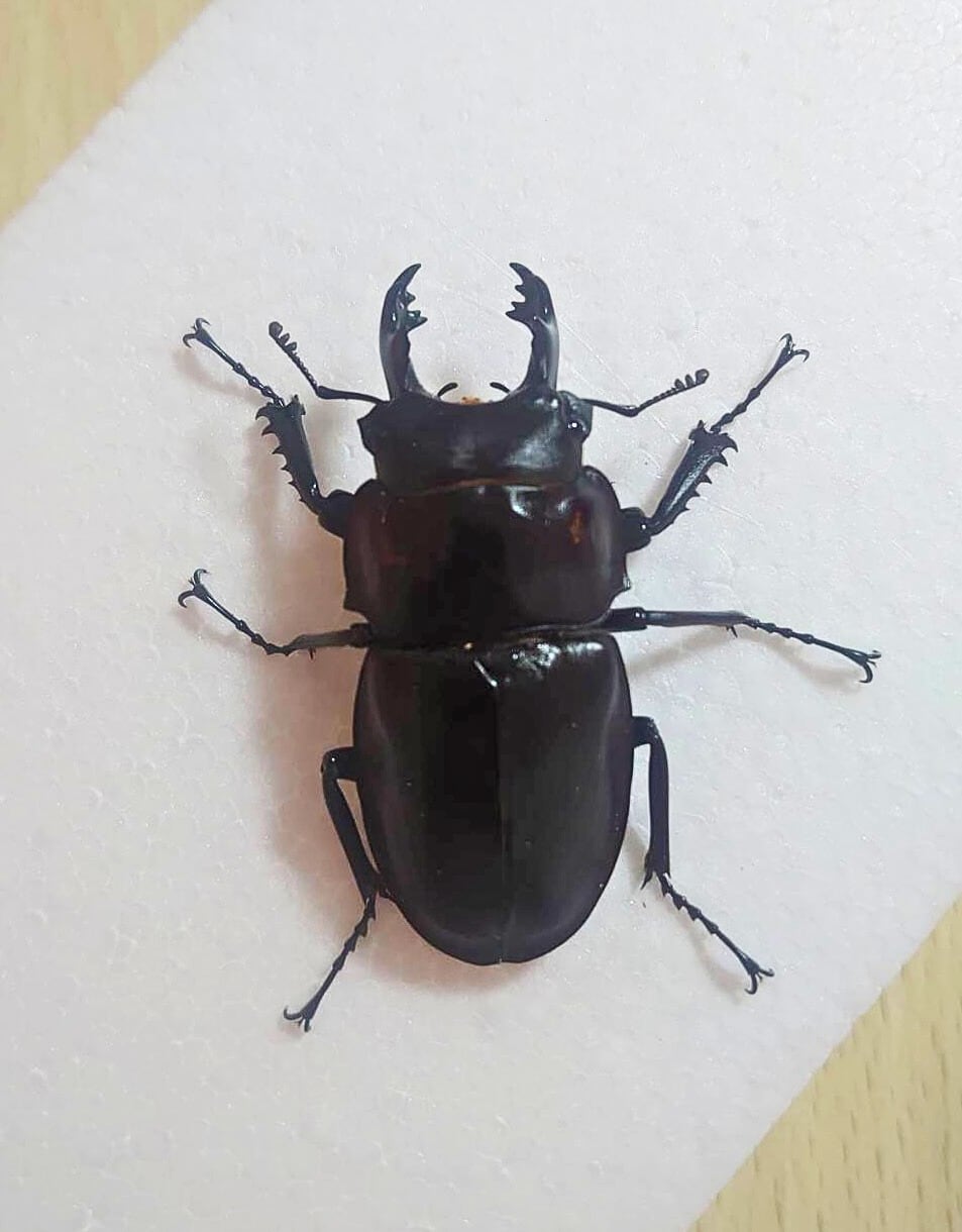 大歯】ヤエヤママルバネクワガタ西表島大見謝 ペア ♂55.1mm・♀45.9