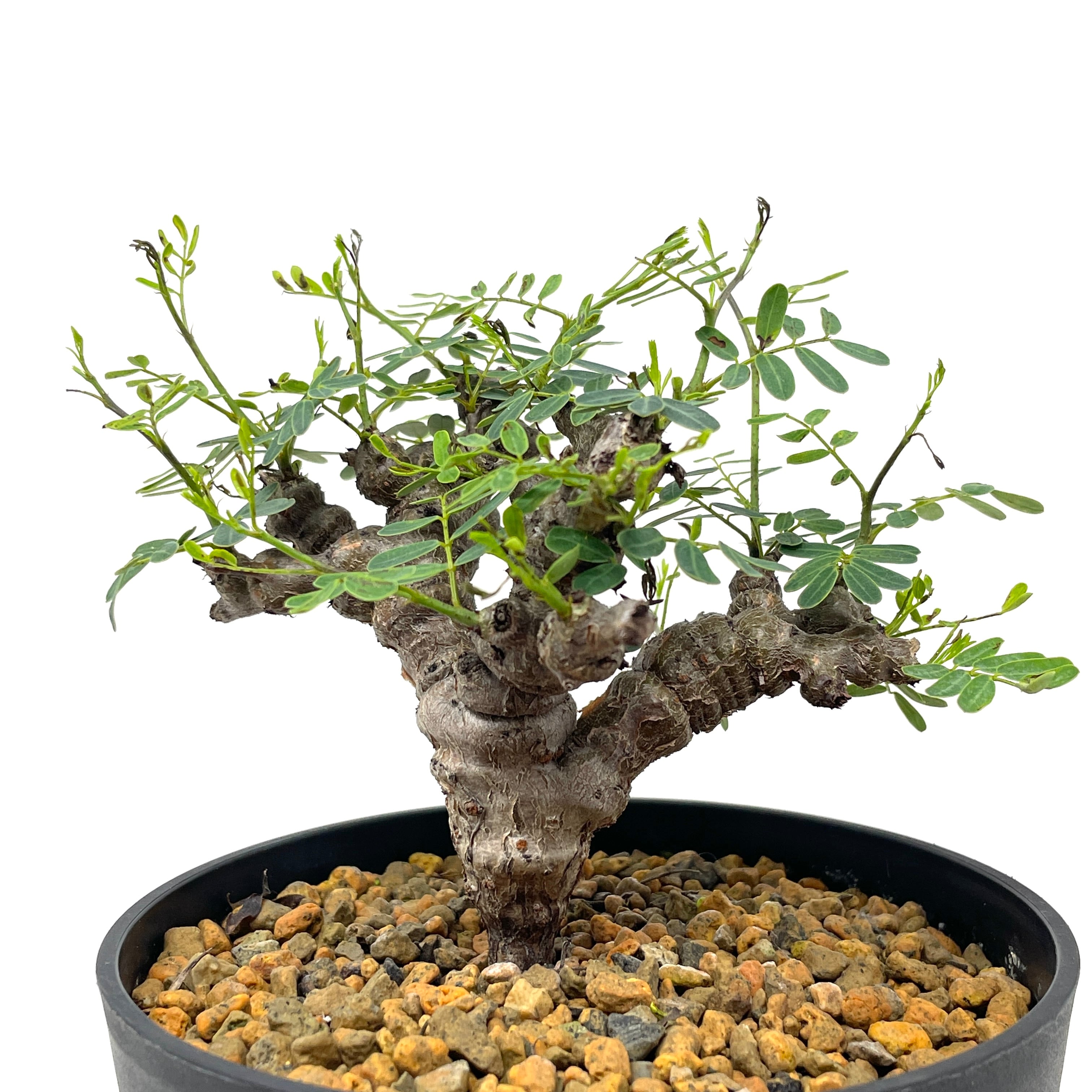 センナメリディオナリス実生 園芸ネット本店｜[ザ・ファームセレクト