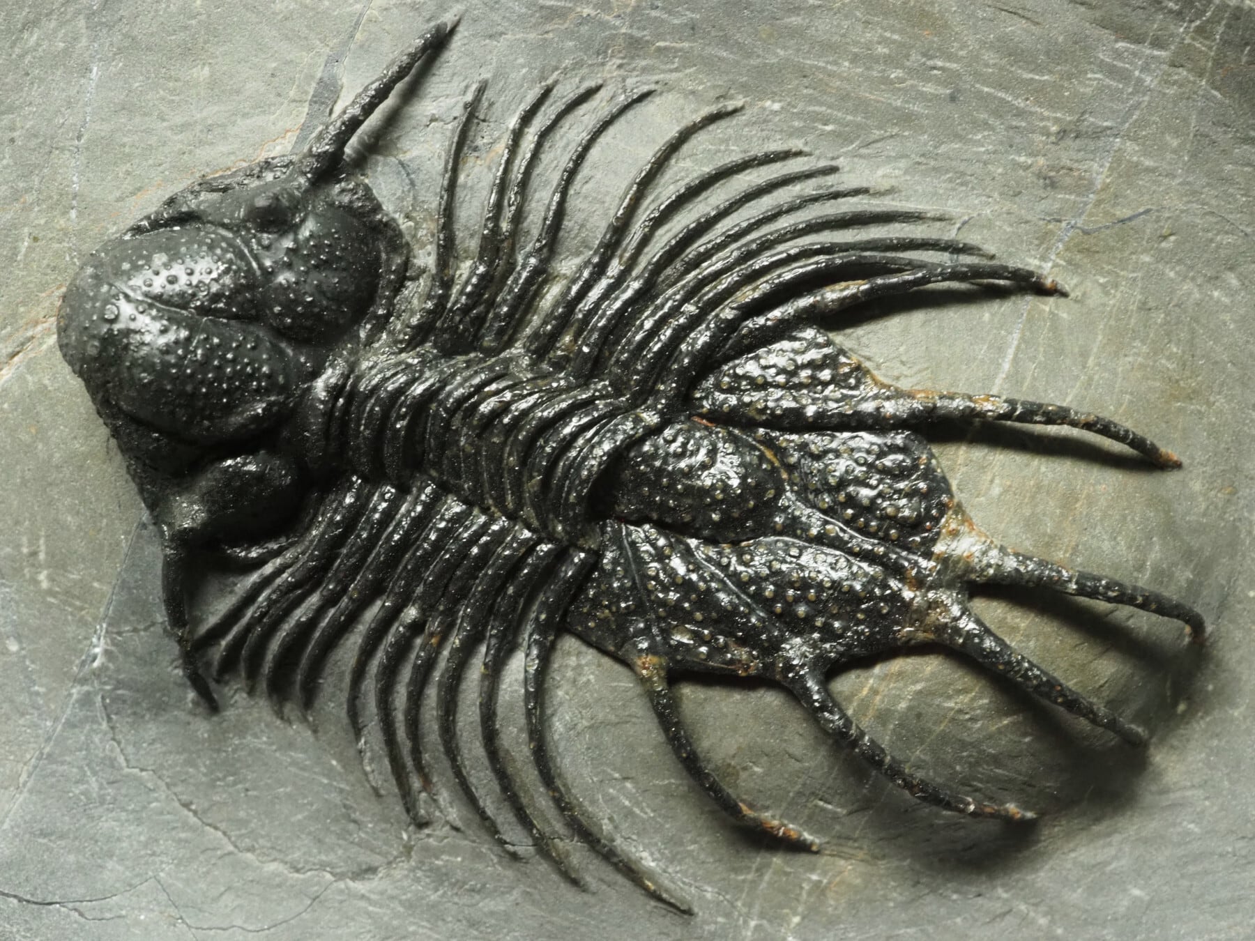 三葉虫【Acanthopyge sp.】【全長：70 mm】【662 g】モロッコ王国産