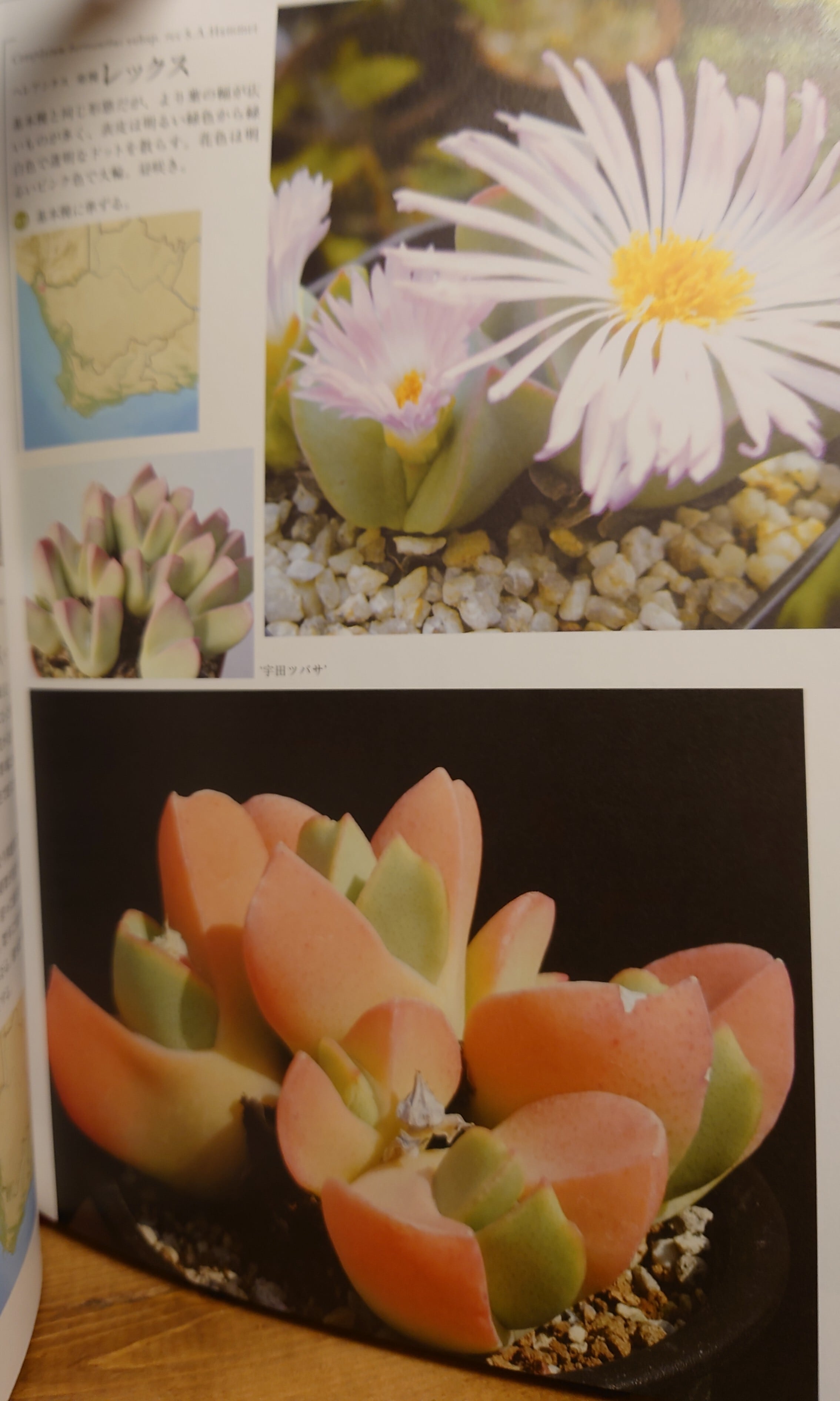 コノフィツム全書 | 弥生坂 緑の本棚