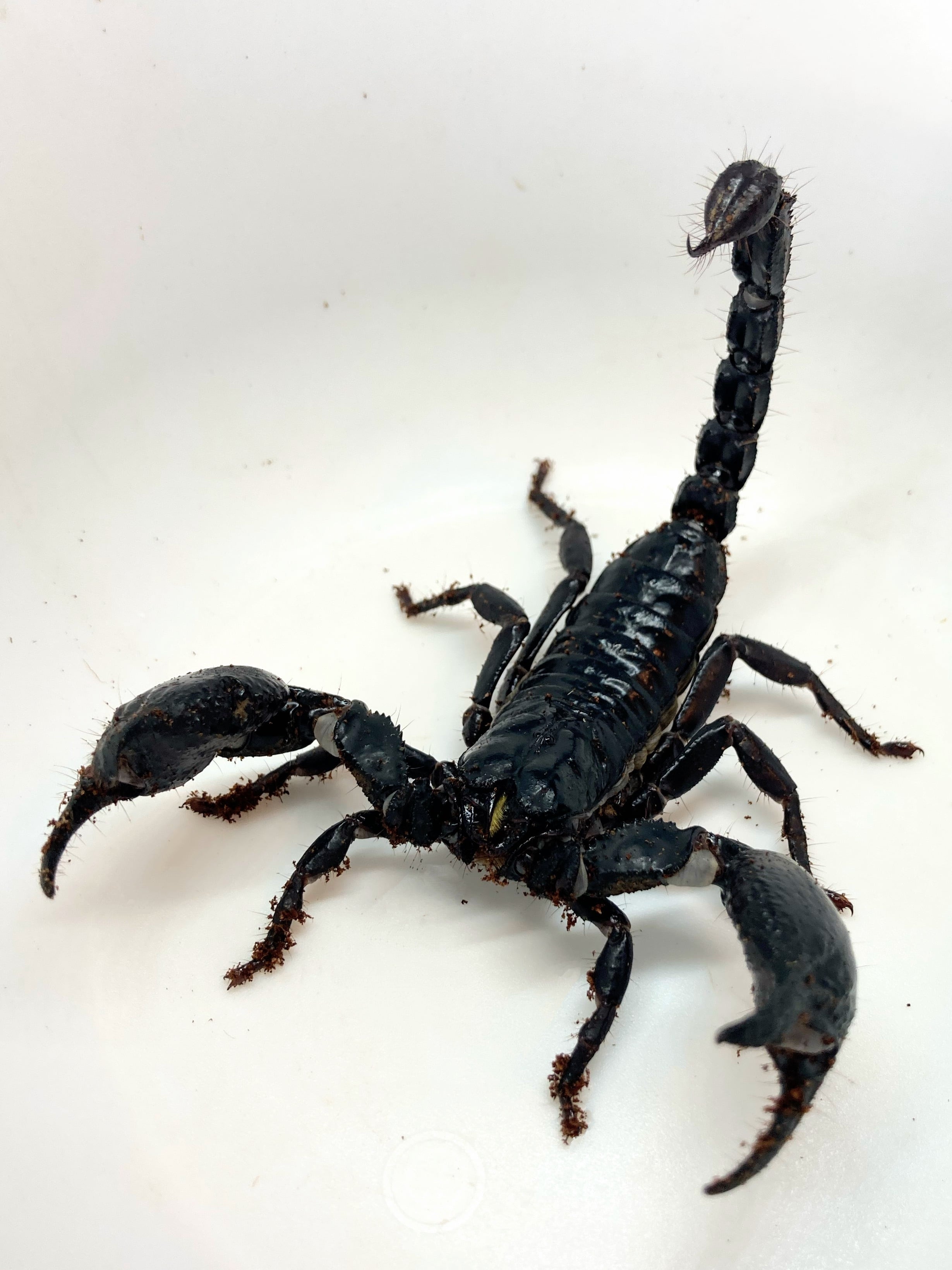 アジアンフォレストスコーピオン 1匹 | まるころ商店〜まるくて