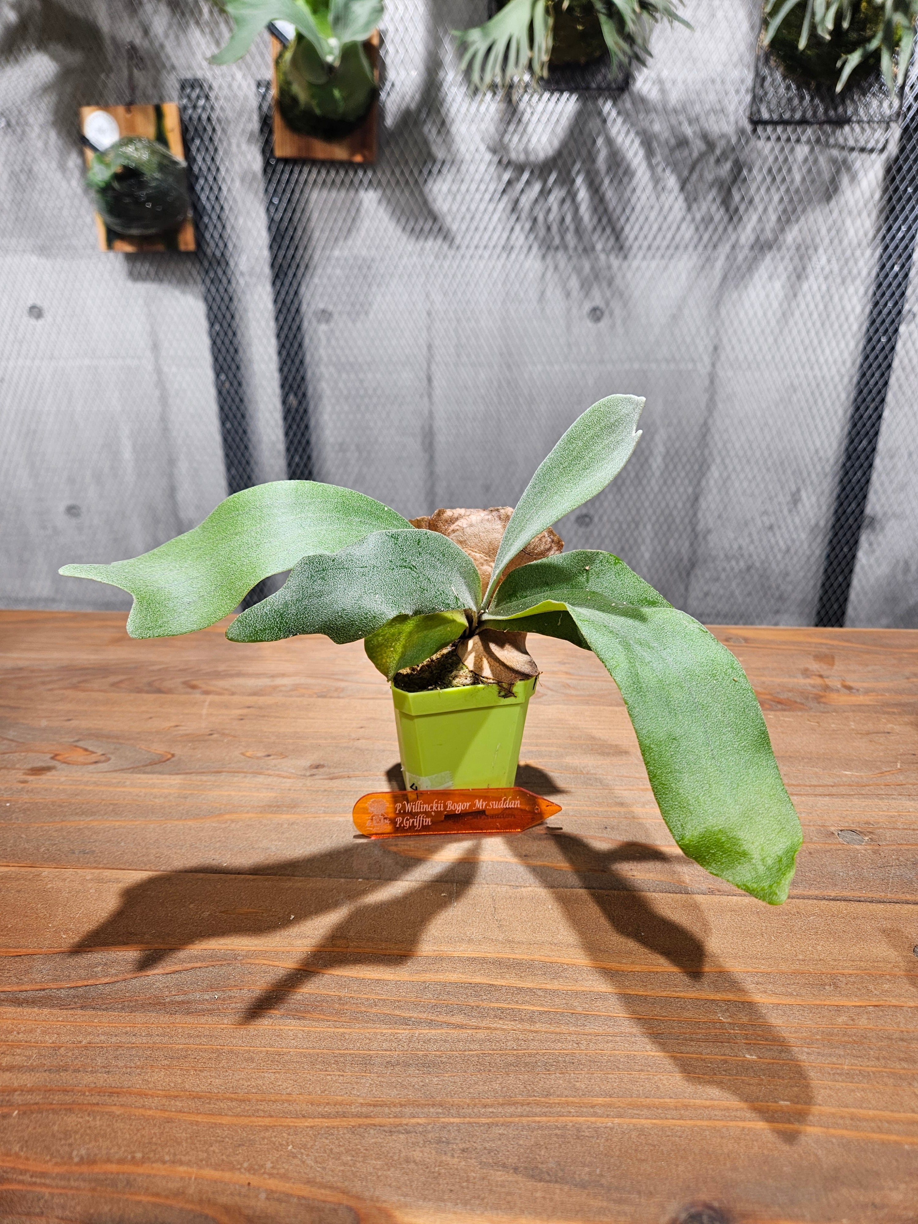 P.willinckii Bogor Mr.suddan × P.Griffin Sporelings【artPLANTs