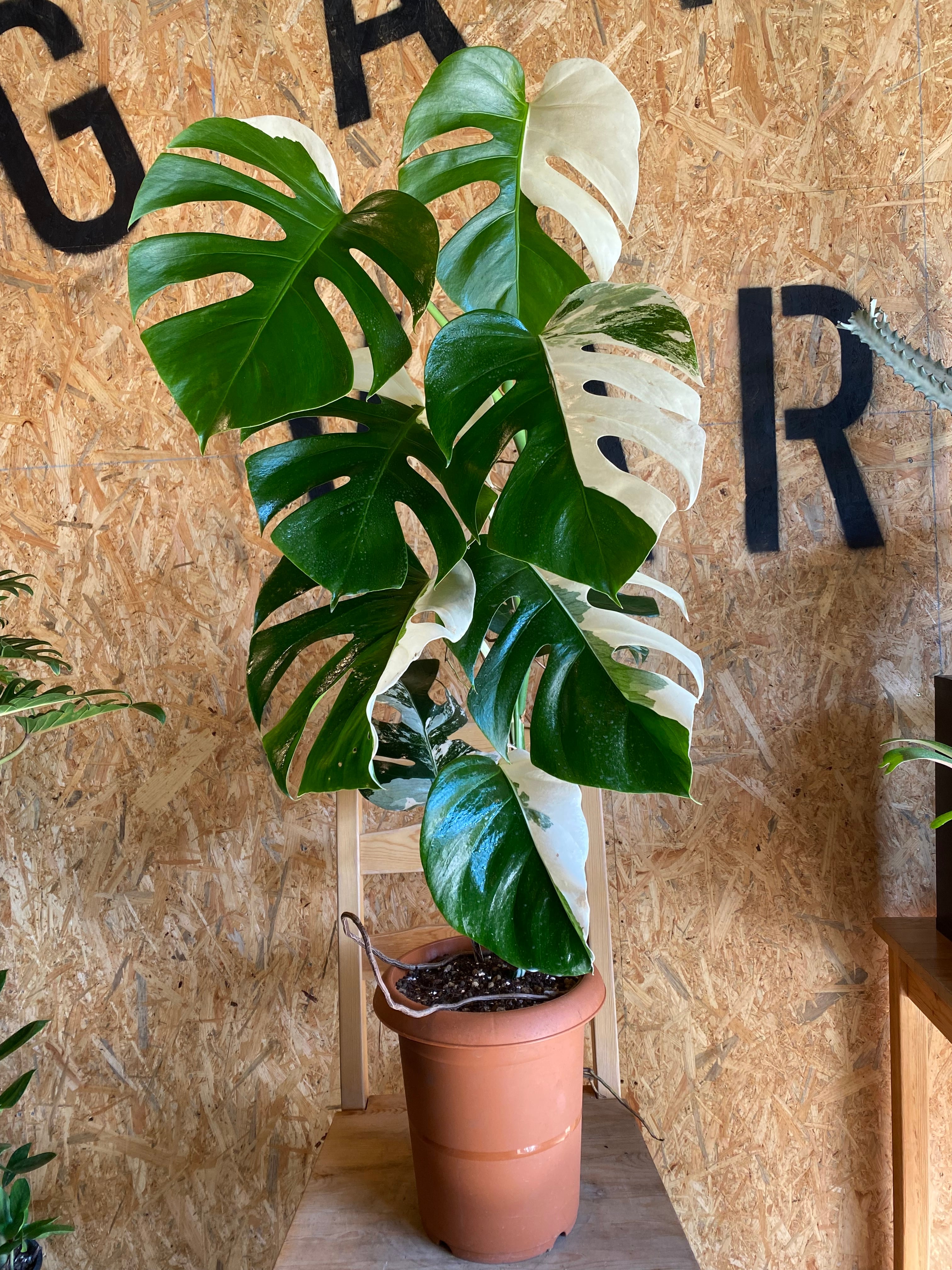 最高級大株 斑入りモンステラ ボルシギアナ ホワイトタイガー ハーフ