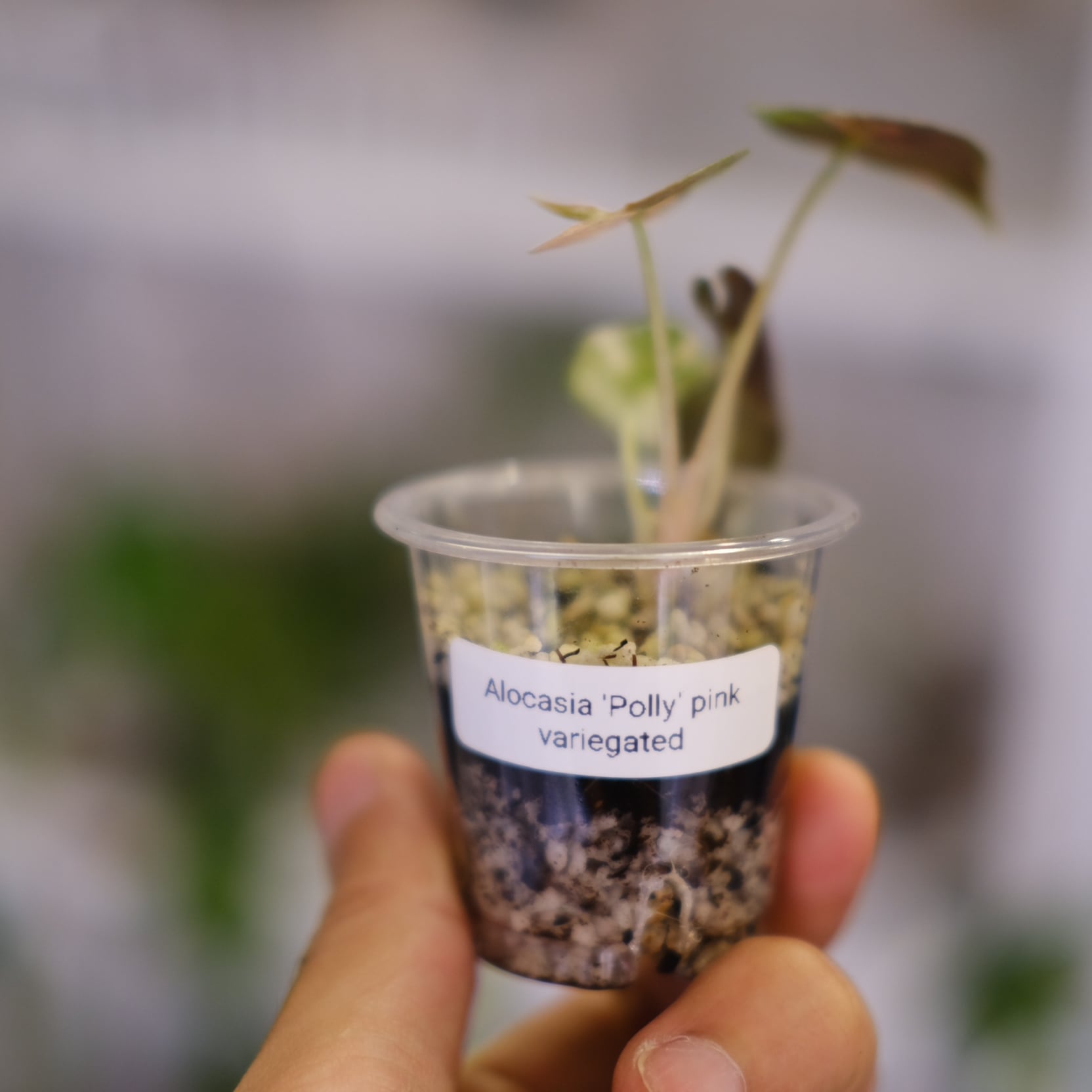 Alocasia Amazonica Polly Pink varigated② | アロカシア アマゾニカ