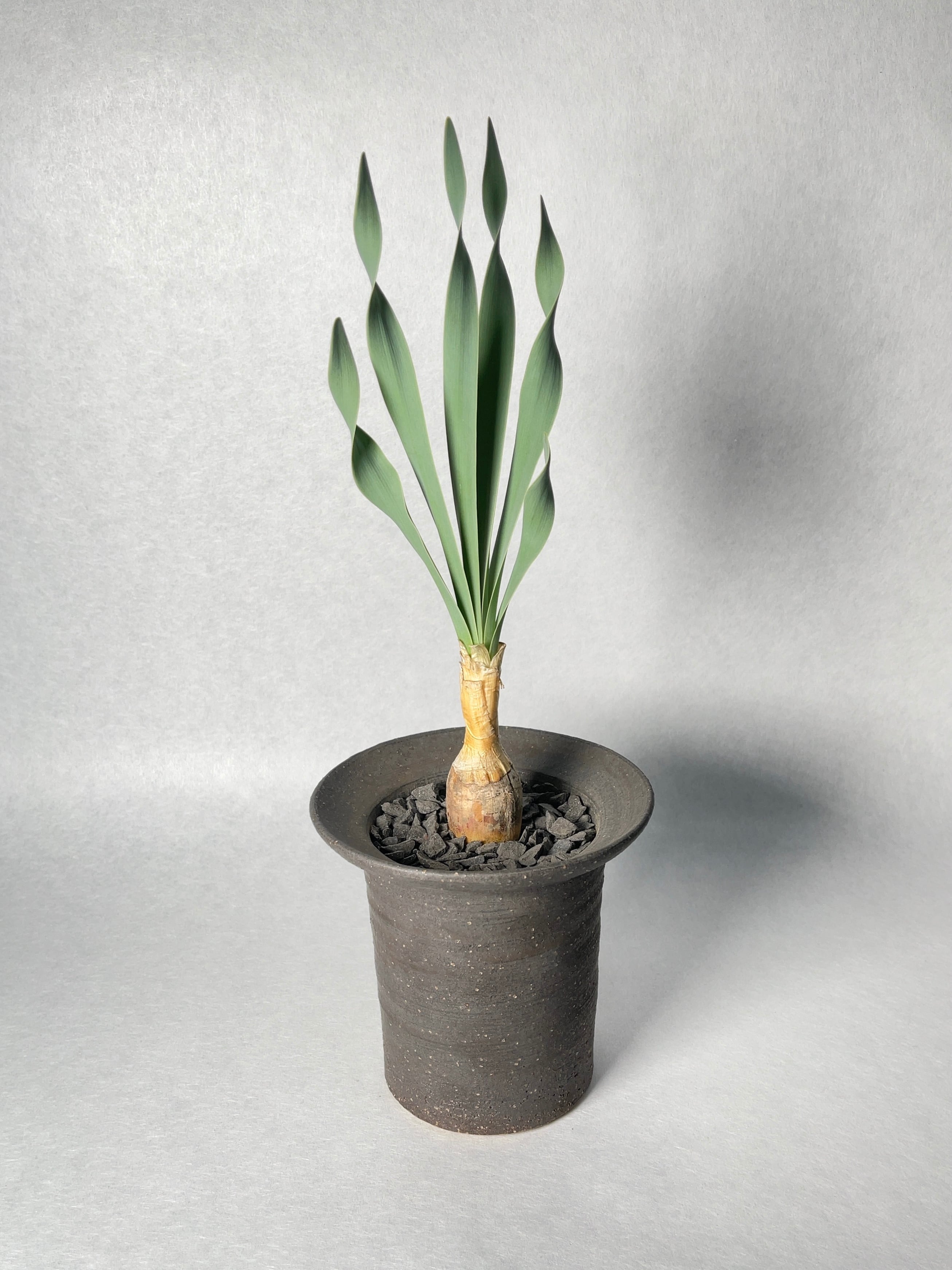 ブーファン・ディスティチャ | trigger