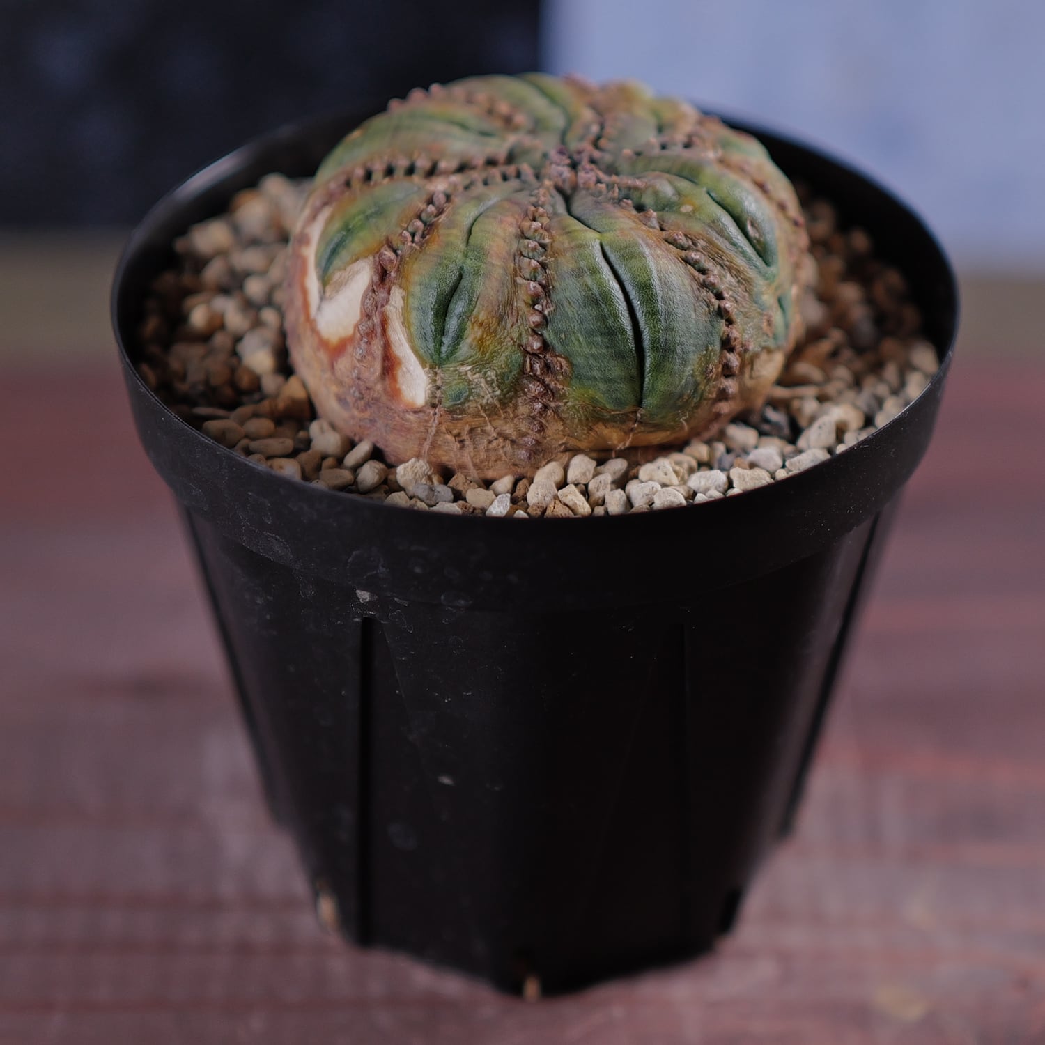 超扁平 木質化 モンスト 捻じれ オベサ / ユーフォルビア | LIGHTHOUSE